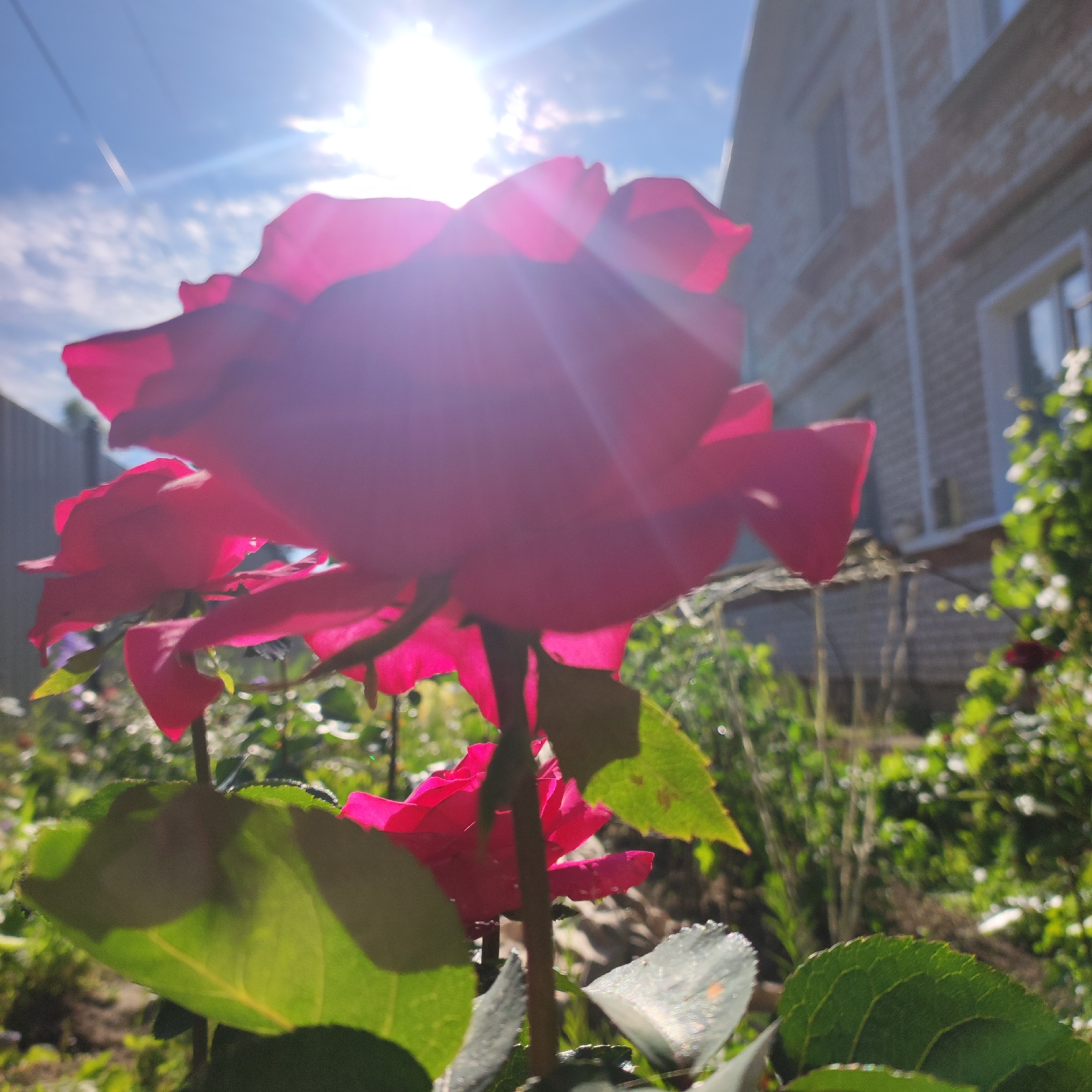 A close-up, low-angle shot captures the bright pink petals of a rose flower, backlit by the sun, in a garden setting. The sun's rays create a strong lens flare across the image, obscuring some details. In the background, a light-colored brick building with windows is visible, suggesting a residential area. To the left, a grey wooden fence can be seen. The sky is blue with some white clouds, and a faint contrail from an aircraft is present. The scene appears to be set outdoors during daylight, likely morning or afternoon due to the bright sunlight. The focus is on the rose, with other garden plants and foliage softly blurred in the background. There is no visible text in the image.