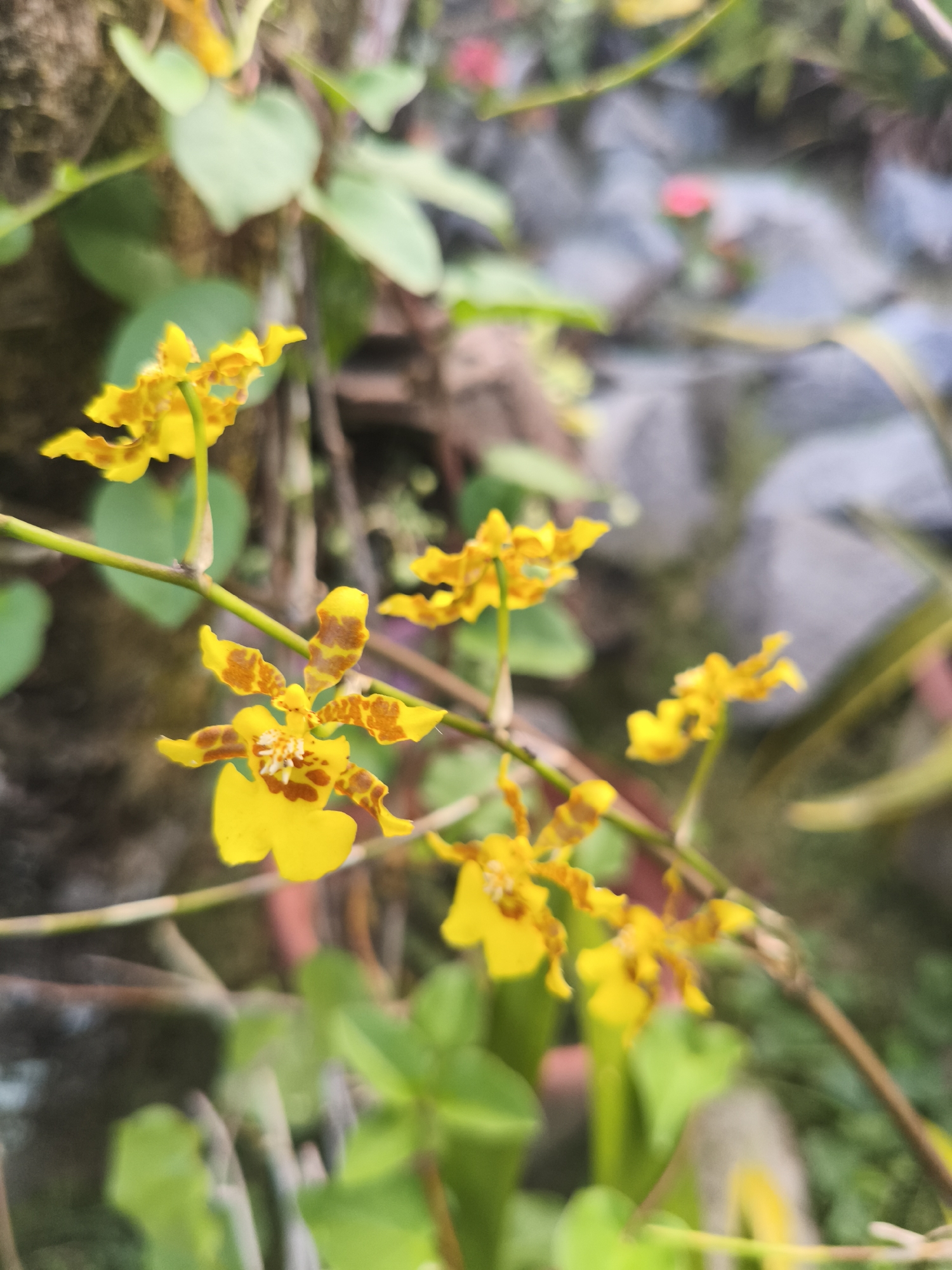 A close-up, shallow depth-of-field shot shows a cluster of delicate yellow orchids with brown spots, growing on a thin green stem. The orchids are detailed, with intricate petal structures and small, white centers. In the background, blurred green leaves and a rough, gray stone wall are visible, suggesting an outdoor garden setting. The location is identified as Kembaran, Indonesia.