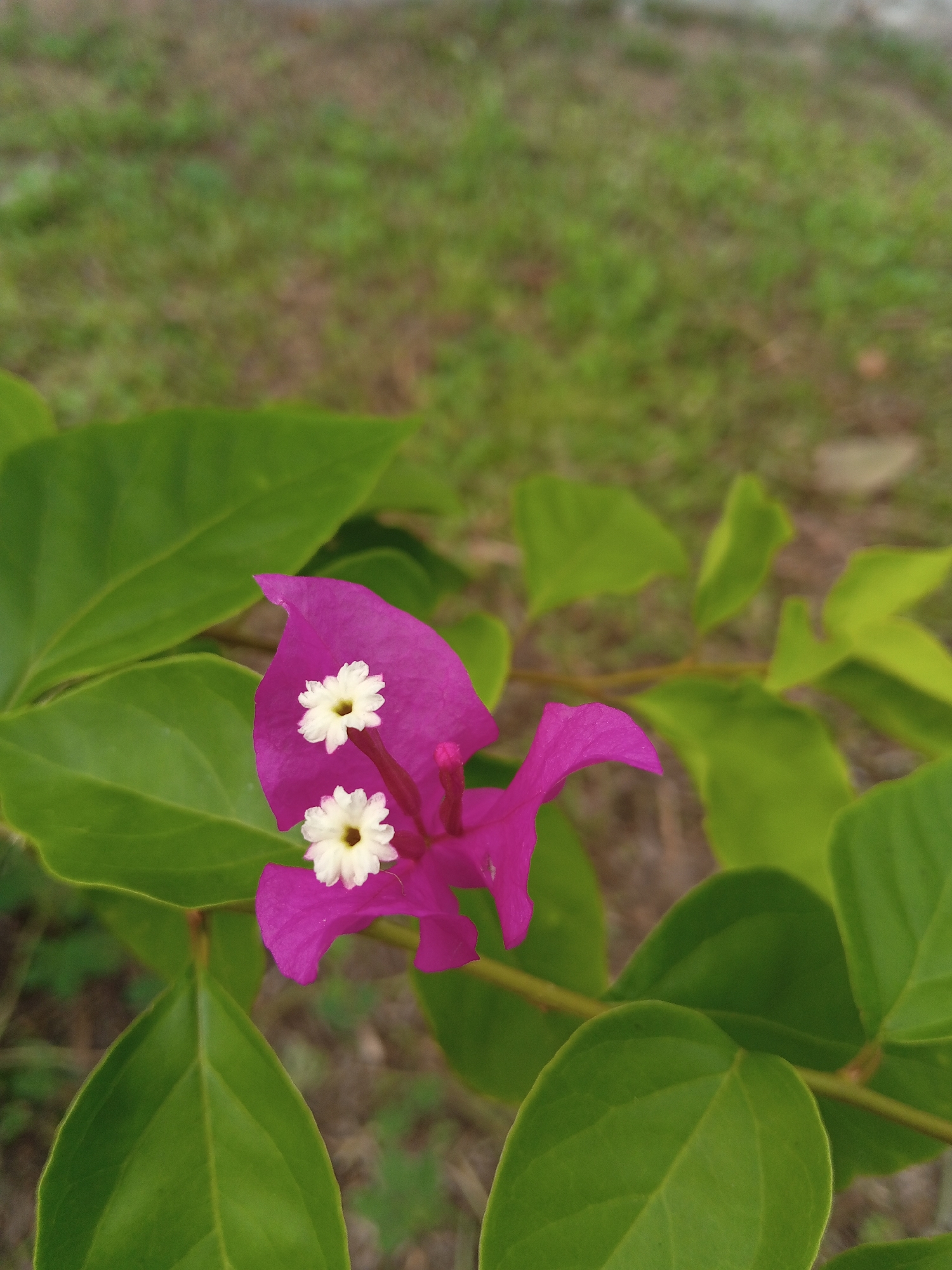 The image shows a close-up of a magenta bougainvillea flower with two small white flowers inside, surrounded by green leaves. The background is a blurred expanse of green grass. The location is Palohigeuh, Indonesia.