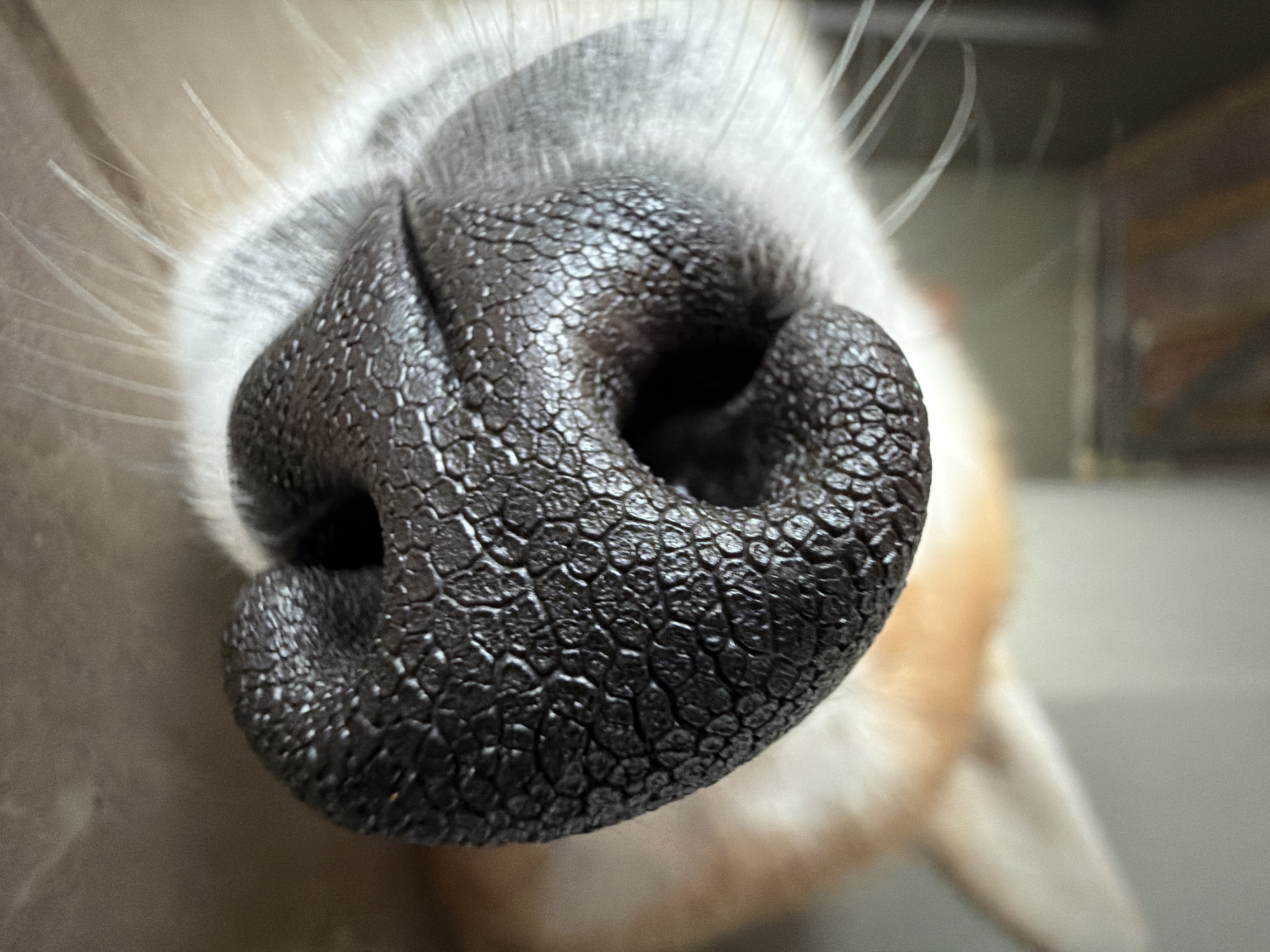 This is a close-up, macro photograph of a dog's dark, textured nose, with its fur and ear blurred in the background. The image is a still shot, with no discernable action or interaction. The environment is an indoor setting, with a blurred background that hints at furniture or a wall. There are no people present in the image. The location in the city of Chaikovsky, Russia, cannot be determined from the visual information provided in the image.