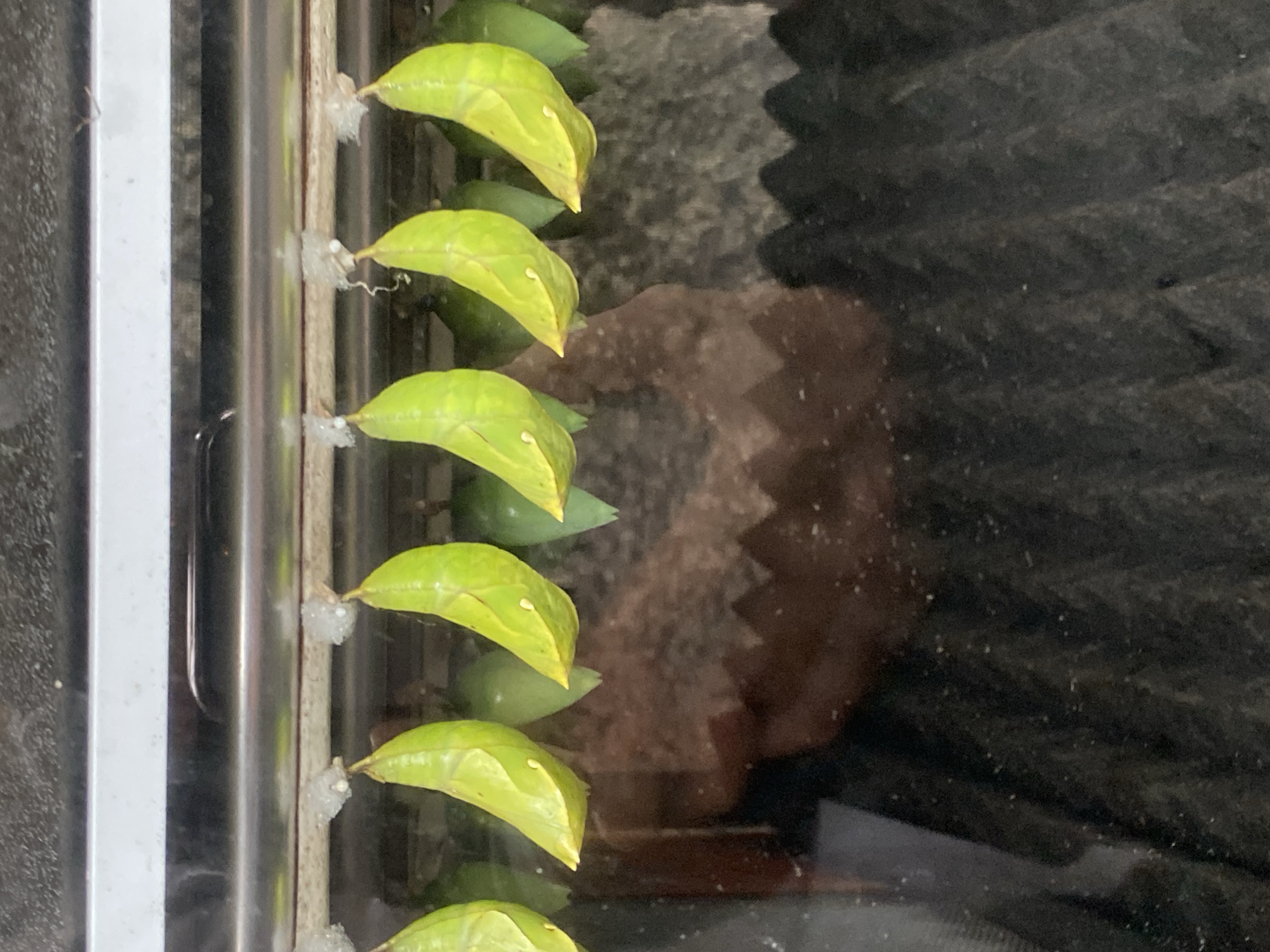 The image shows a row of green and yellow butterfly chrysalises attached to a metal structure. There are at least six visible chrysalises, each secured with white, cotton-like material. A blurry reflection is visible on the right, suggesting a reflective surface. The location is not discernible from the image; therefore, the claim of Konya, Turkey, cannot be verified.