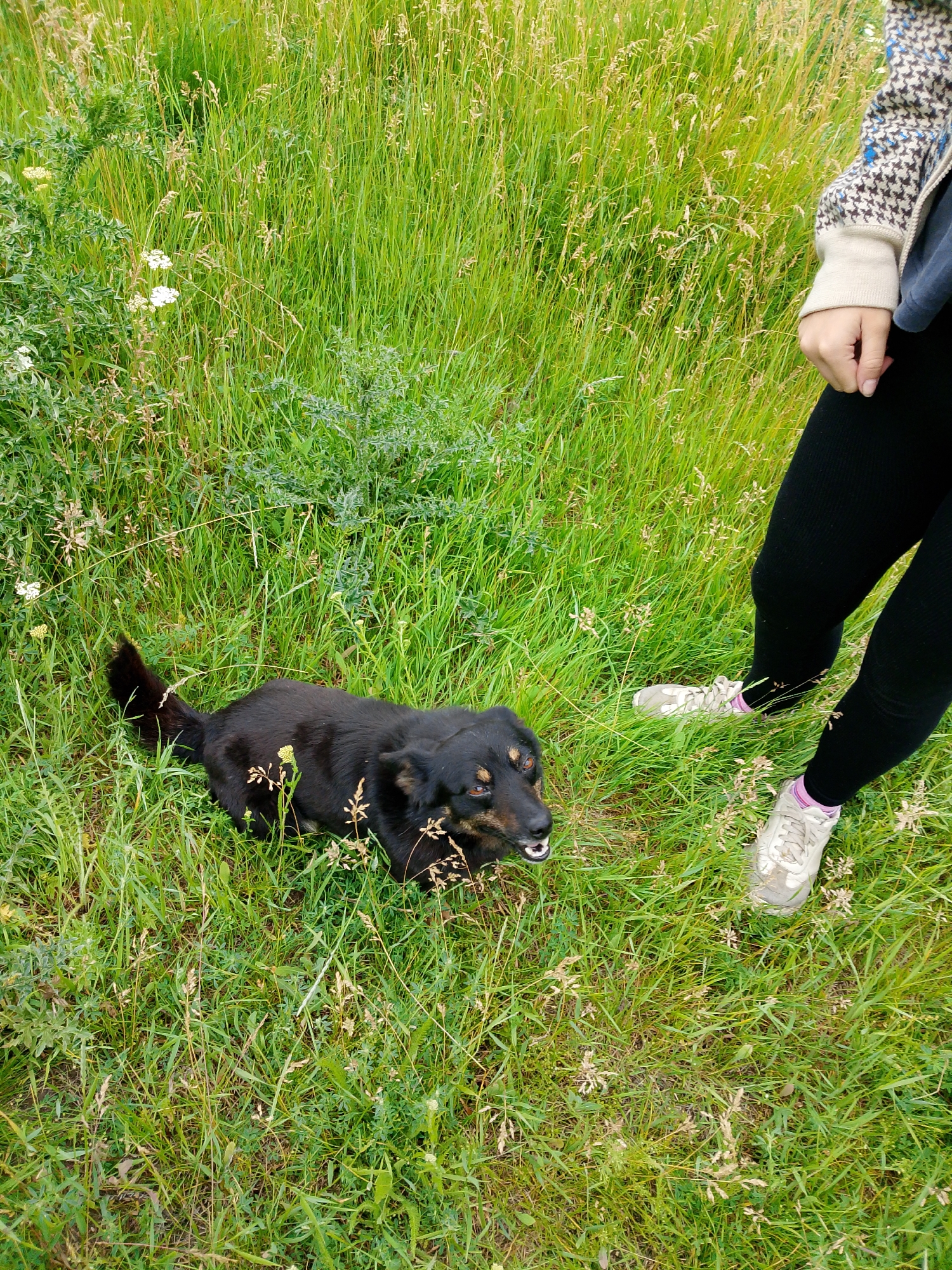 An overhead, eye-level, medium shot shows a black dog lying in a field of green grass and weeds. The dog is facing forward and to the left, with its mouth open. Its body is mostly obscured by the tall grass, but its tail is visible to the left of its body. The dog's fur is dark and appears to be somewhat shaggy. The dog's eyes are dark brown and appear to be looking slightly upwards. To the right of the dog are the legs of a person wearing black leggings and white sneakers. The person's legs are bent at the knees, and their feet are positioned in the grass. The person is wearing a patterned jacket with a beige background and a blue, white, and black pattern. The background is a dense field of green grass, with some weeds and dried plant stalks scattered throughout. The lighting is bright and natural, suggesting it is daytime.