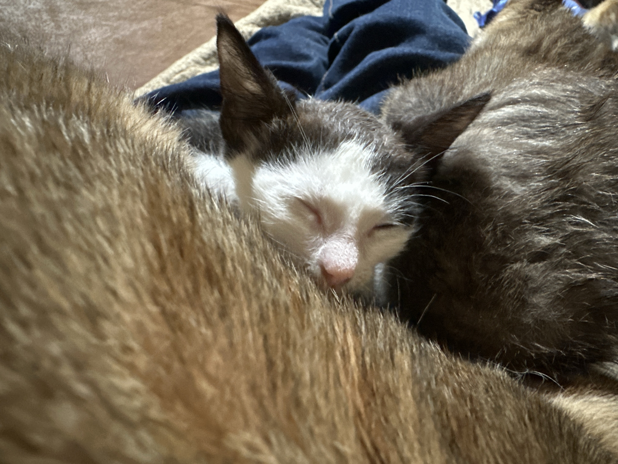 The image shows a close-up of a very young kitten, with dark and white fur, sleeping peacefully. The kitten's eyes are closed, and its face is nestled against the much larger, ginger-colored fur of another cat, possibly its mother. The background consists of folded dark blue fabric, likely clothing or a blanket, and a tan textured surface, possibly a rug or upholstery. The scene appears to be indoors, in a comfortable and safe environment, suggestive of a domestic setting. There is no visible indication of the location within the city of Jos, Nigeria.