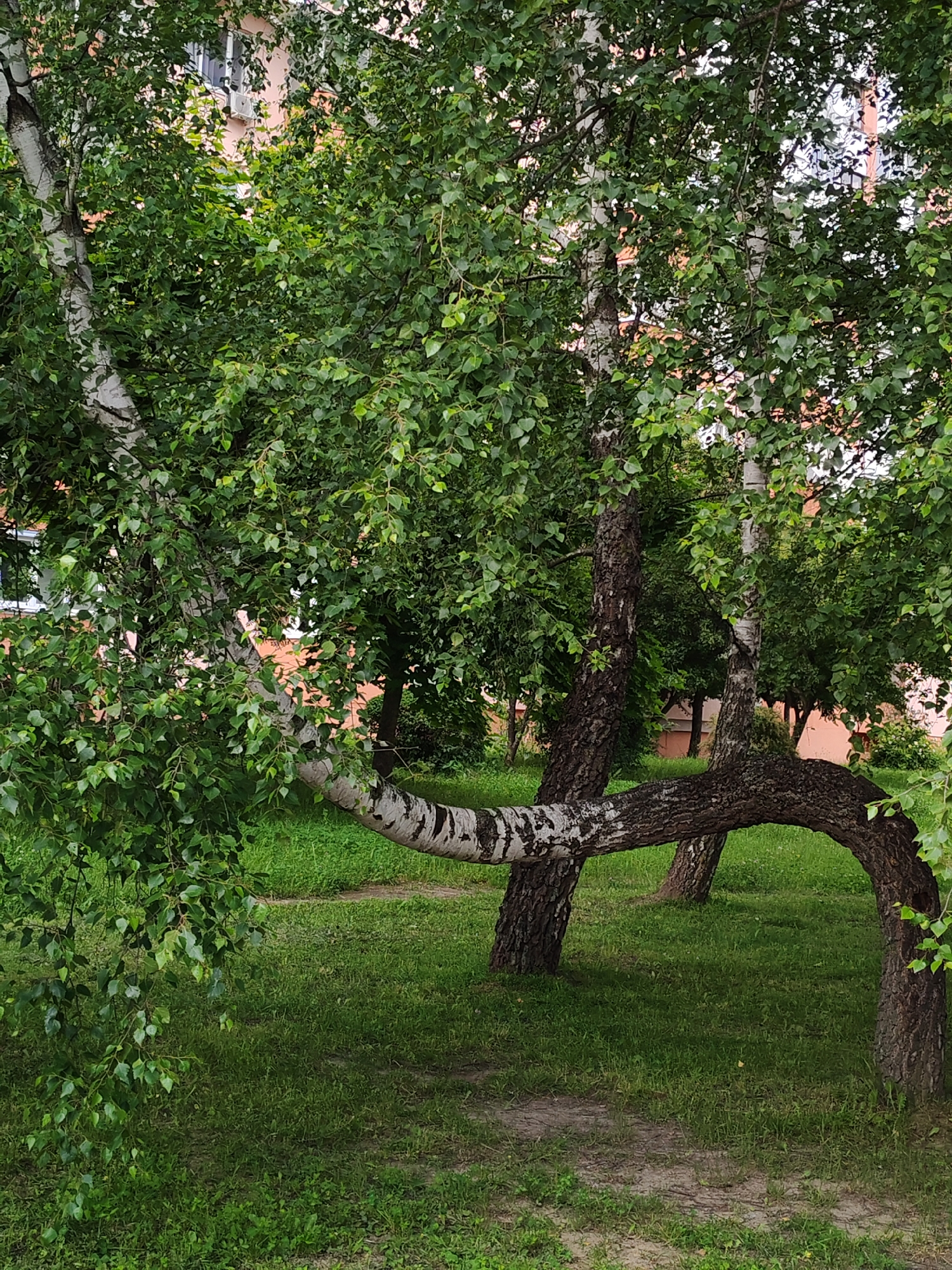 In the city of Unknown, Unknown, three birch trees are the focal point of the image, positioned in a grassy area. The tree on the left has a white, papery bark and a large, arching branch that extends horizontally across the frame before curving downwards. The tree in the middle is taller with dark, textured bark, and its trunk is bent in a curve. The third tree, on the right, also exhibits dark, textured bark and a bent trunk. The trees are covered in dense green foliage. The ground is covered with short green grass and some patches of bare soil. In the background, a building with a pinkish facade and windows is visible, partially obscured by the trees. An air conditioning unit is mounted on the building.