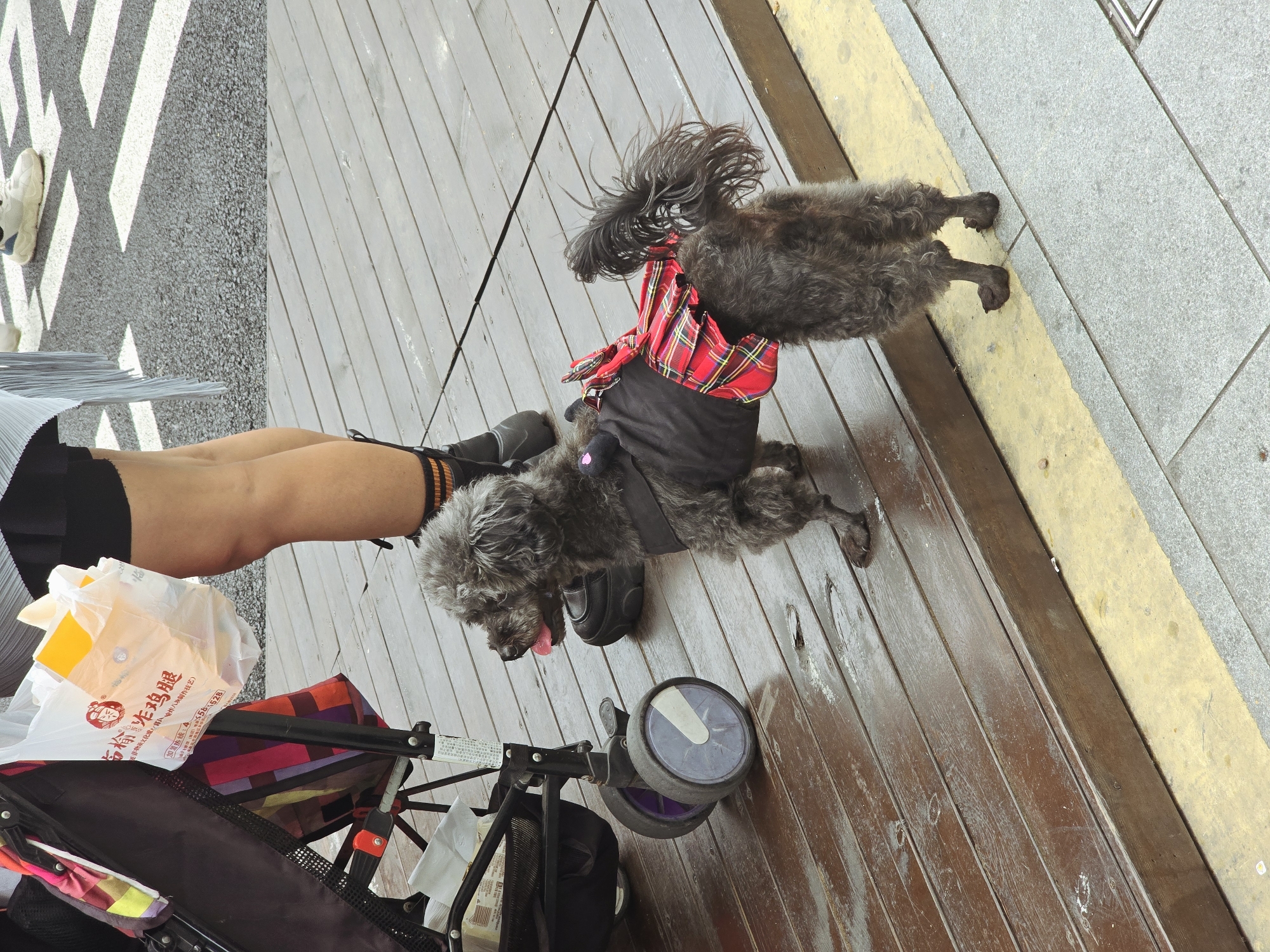 A small, dark gray poodle-like dog, wearing a black top and a red and black plaid skirt, stands on a wet wooden deck. The dog is facing to its right, with its tongue slightly out. Beside the dog, to its left, is the bottom portion of a stroller with purple and gray wheels. A white plastic bag with Chinese writing and an image of a person's face is hanging from the stroller. In the background, a person's legs are visible, wearing black shorts and black boots with orange stripes. The person appears to be standing on a paved surface. The scene is outdoors, possibly in a public area in Xiaoshan District, China, given the context.