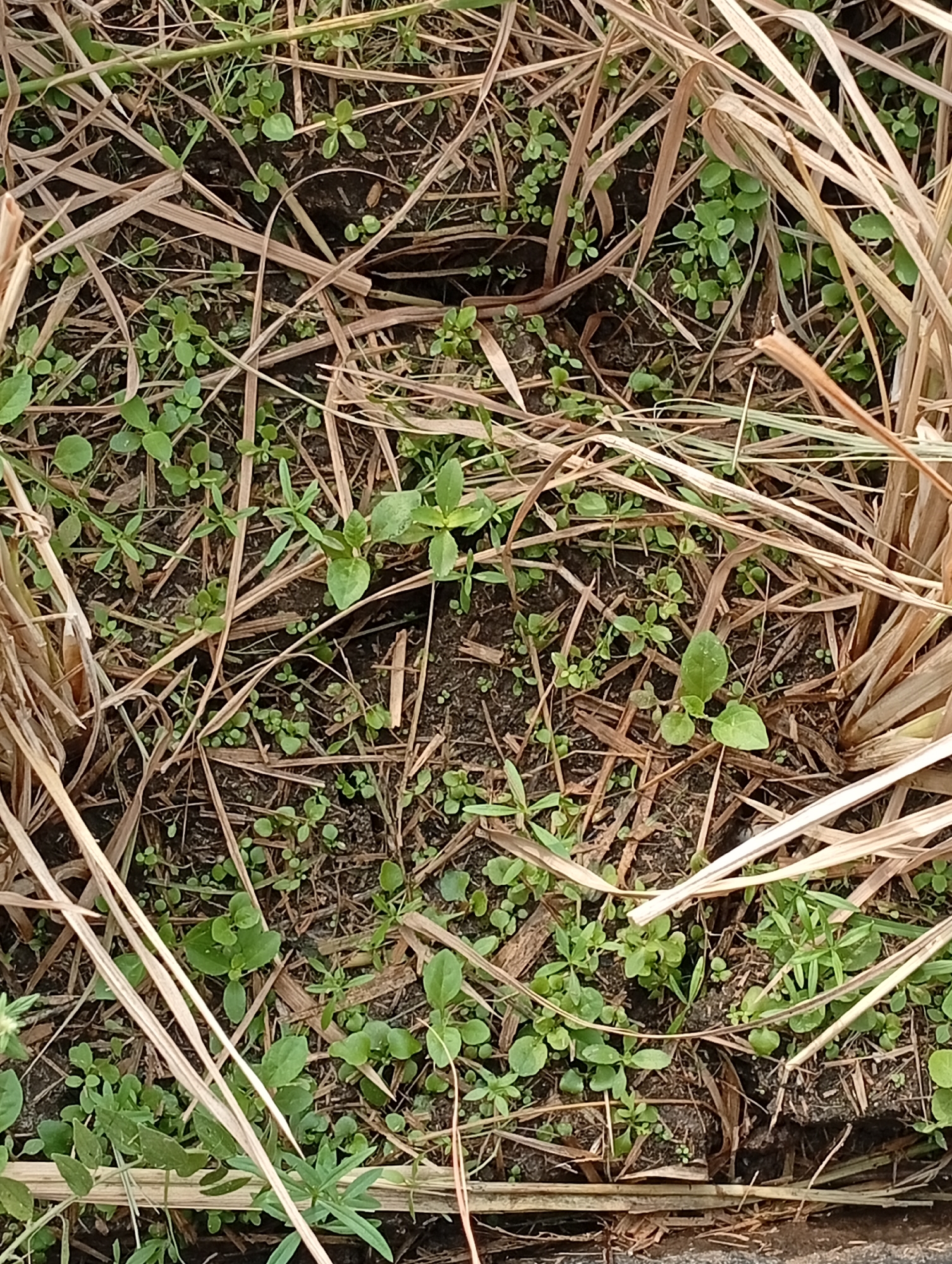 The image shows a close-up, overhead view of dry, straw-like vegetation interspersed with numerous small, green seedlings and some larger green plants with broad leaves. The ground beneath is dark soil. The scene is outdoors and appears to be in a natural or uncultivated area. There are no people, animals, or man-made objects visible. The lighting suggests it is daytime.