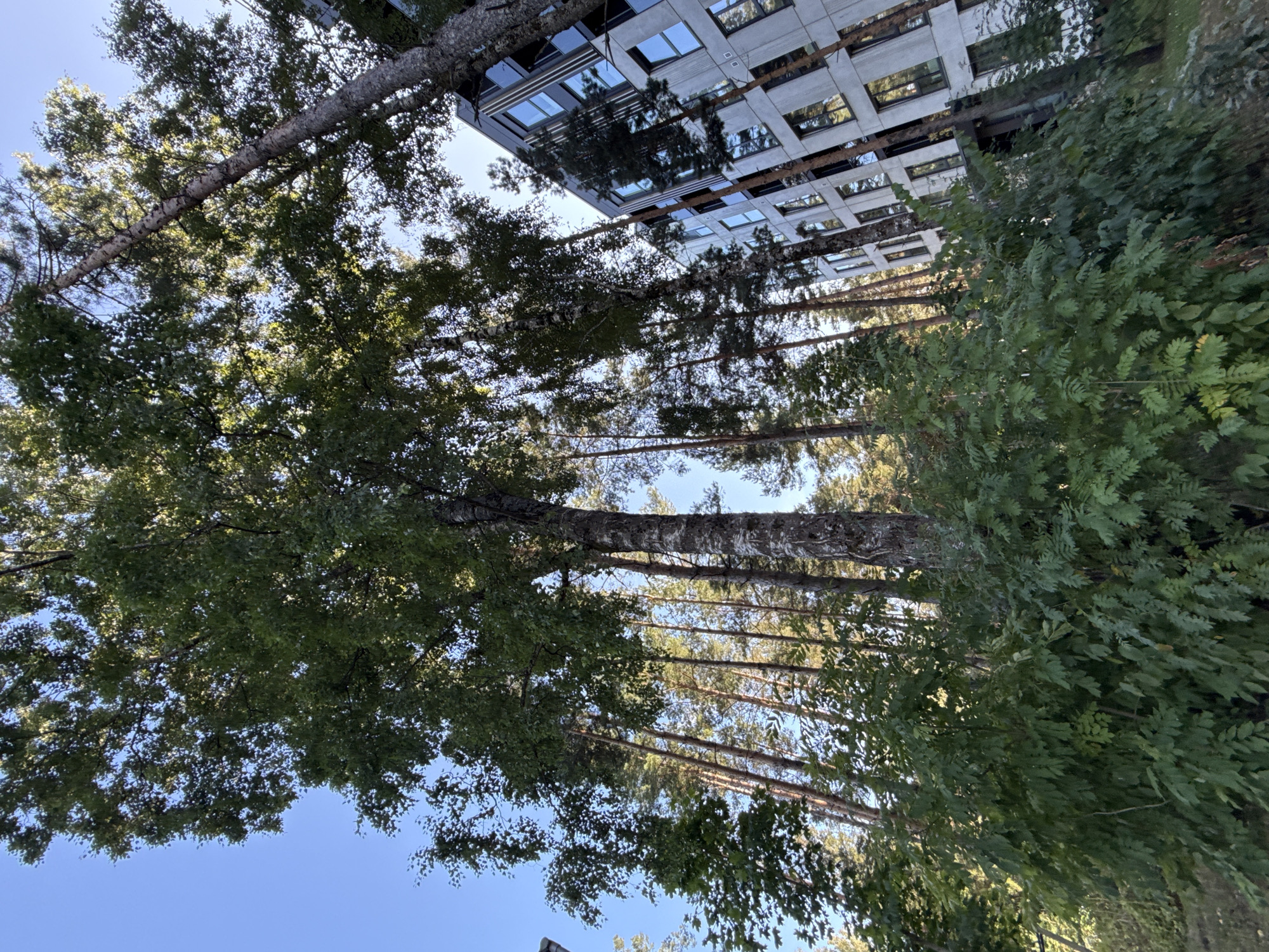 The image depicts a view looking upwards in a wooded area adjacent to a modern building. Tall, slender pine trees and a larger birch tree with a white, textured trunk dominate the foreground and midground. Lush green foliage from bushes and smaller trees forms a dense layer at the bottom of the frame. To the right, a multi-story building with a concrete facade and numerous windows is visible, interspersed with more trees. The sky is a clear, bright blue. The scene appears to be a residential or commercial area, likely in Tallinn, Estonia, given the architectural style of the building and the surrounding vegetation. There are no people or animals visible in the image.