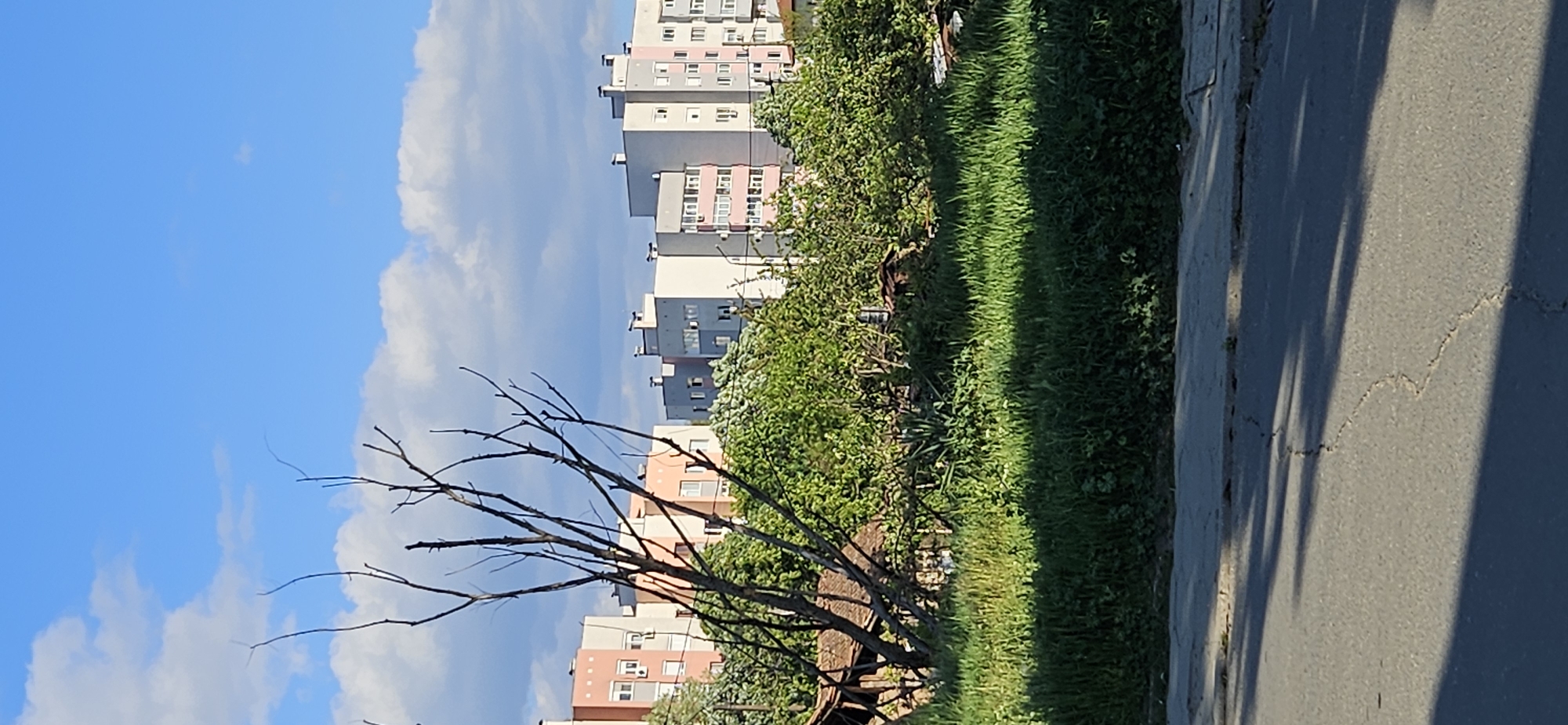 The image shows a street scene in Blagoevgrad, Bulgaria. In the background are multi-story residential buildings with pink and grey facades. A dead tree stands in the foreground, with its bare branches reaching towards a blue sky with white clouds. A strip of green grass and vegetation separates the tree from the street, which occupies the right side of the image. The street surface is cracked and cast with shadows. There are no people visible in the scene.
