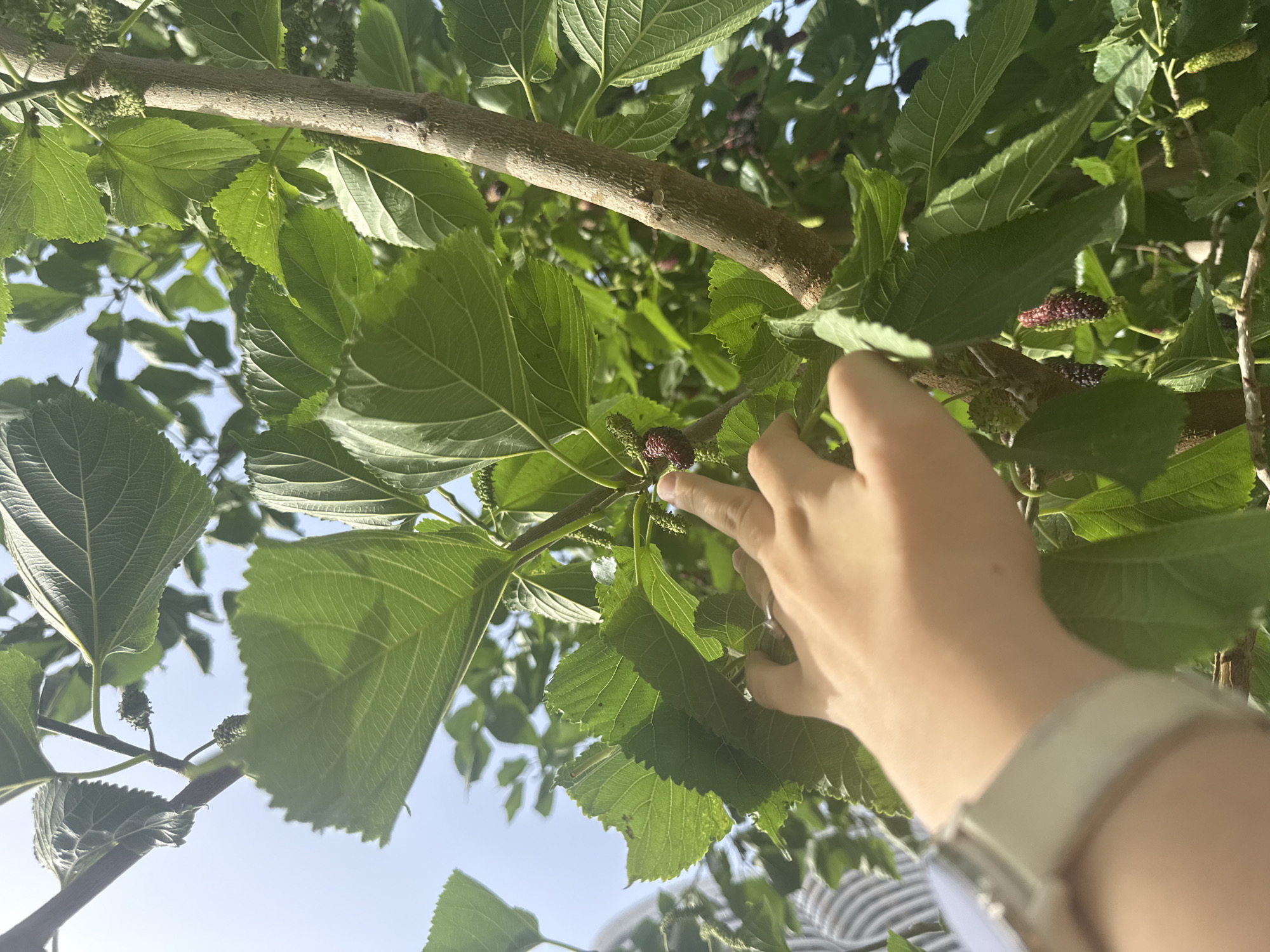 The image shows a close-up, upward angle of a tree, likely a mulberry tree, with green leaves and developing mulberries. A person's hand is reaching towards one of the mulberries. A watch is visible on the person's wrist. In the background, glimpses of the sky are visible, and other leaves and branches of the tree. The location and the city of Tel-Aviv, Occupied Palestine, cannot be determined from this image.