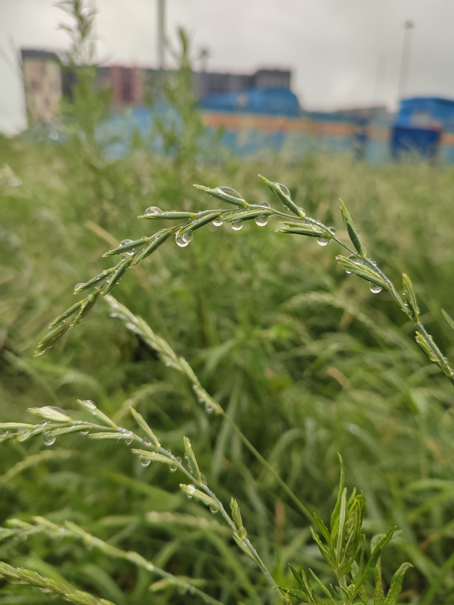 The image captures a close-up of wet grass stalks with water droplets clinging to them. In the foreground, a few blades of grass are sharply in focus, showcasing the transparent, round water droplets. The background is a soft blur of more green grass and a hint of industrial structures. The sky appears overcast, suggesting a recent or ongoing rain. The overall impression is one of a calm, natural scene after a rainfall, possibly in a semi-urban or industrial fringe area given the blurred background structures which resemble buildings or infrastructure. The lighting is diffused, consistent with cloudy weather. No people, animals, or text are visible in the image. The setting appears to be outdoors, in a grassy area.