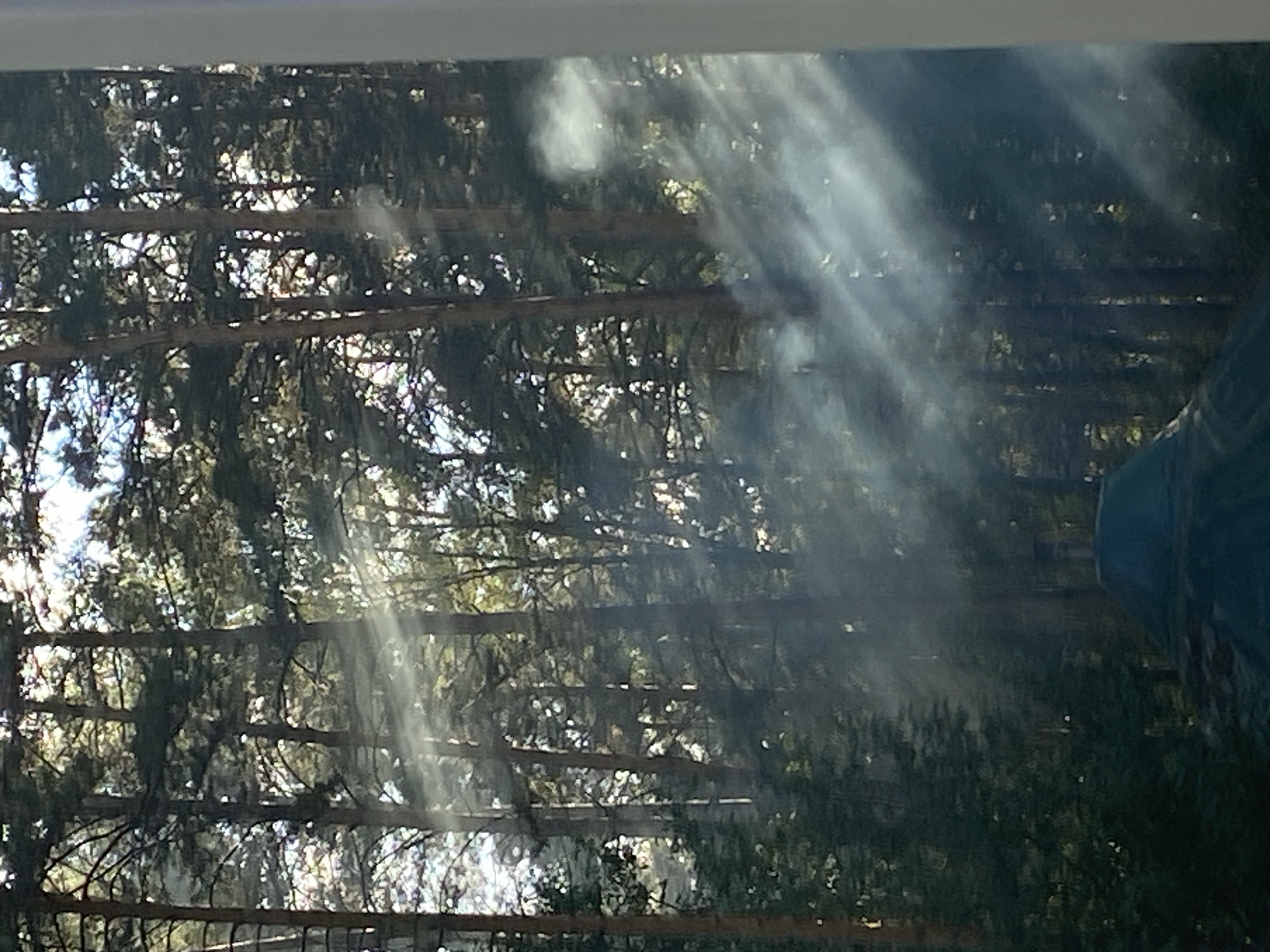 The image depicts a dense forest with tall pine trees. Sunlight streams through the canopy, creating visible rays that illuminate wisps of smoke or mist. In the foreground, a dark, curved structure, possibly a roof or cover, is partially visible. The overall scene suggests an outdoor environment, likely in a natural setting. The location is identified as Pisanaya, Russia.