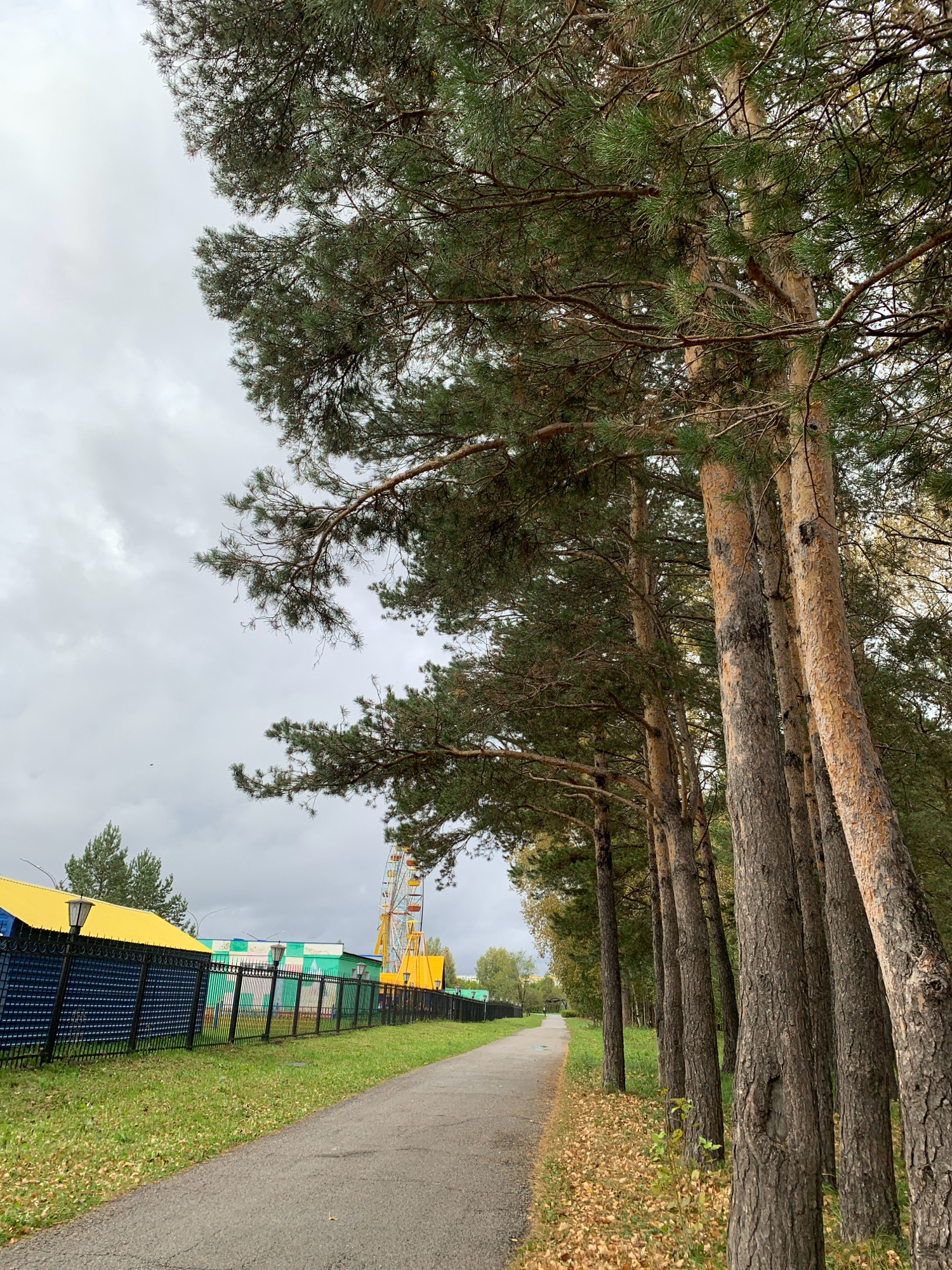 The image depicts a park path lined with tall pine trees on the right and a fence with some park structures and a Ferris wheel on the left. The sky is overcast and cloudy. Fallen autumn leaves are visible on the ground along the path and the grass. The overall scene suggests a quiet, possibly cool, autumn day in an outdoor recreational area. The context of Prokopyevsk, Russia, places this scene within an urban park setting, likely a leisure or amusement area.