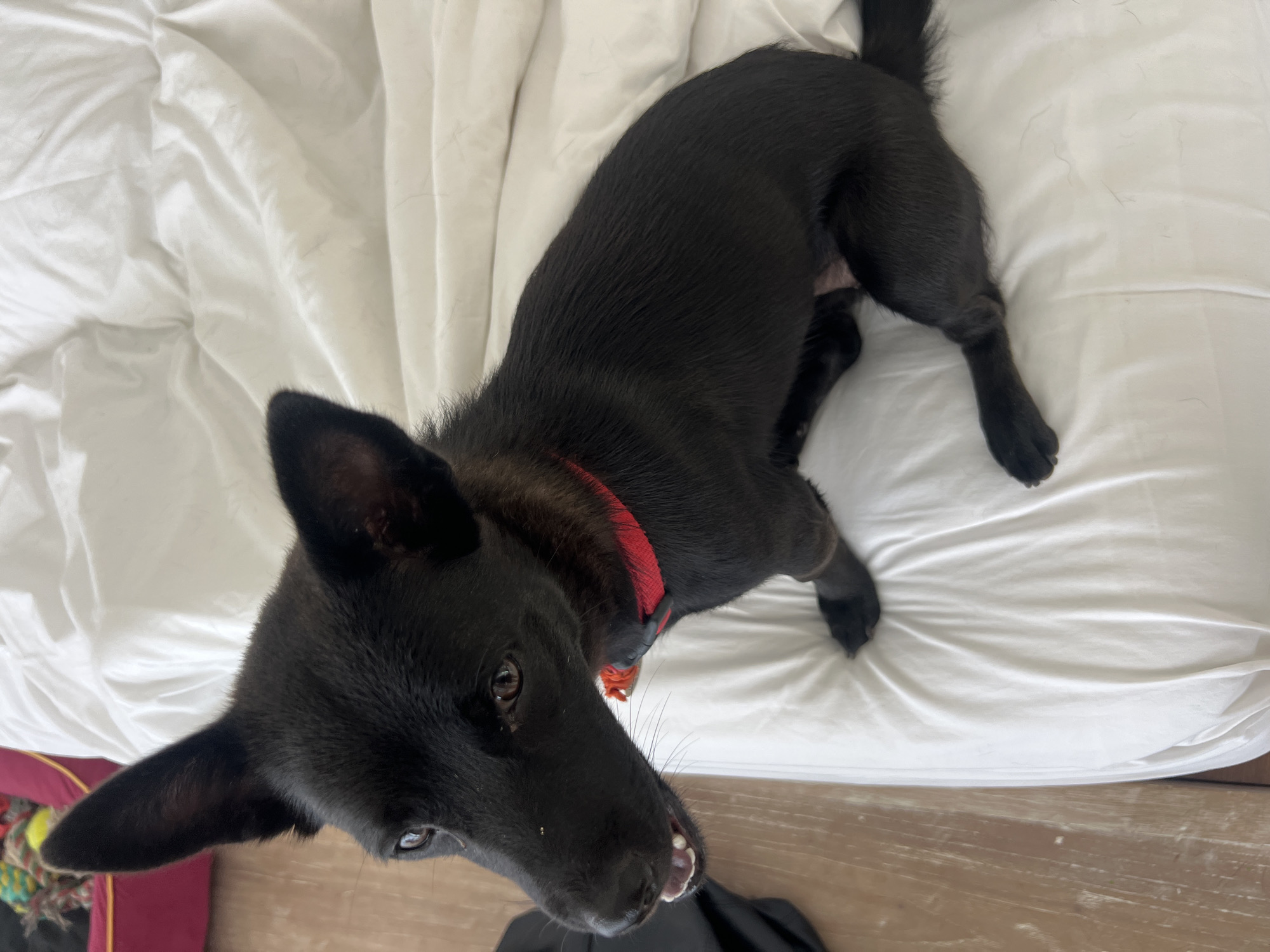 A black, short-haired dog with pointed ears and a red collar is lying on a white bed. The dog is facing the viewer. The bed is on a wooden surface, likely a floor or bed frame. A black garment and a colorful dog toy are partially visible at the bottom left of the frame. The scene appears to be indoors in Unknown, Unknown.