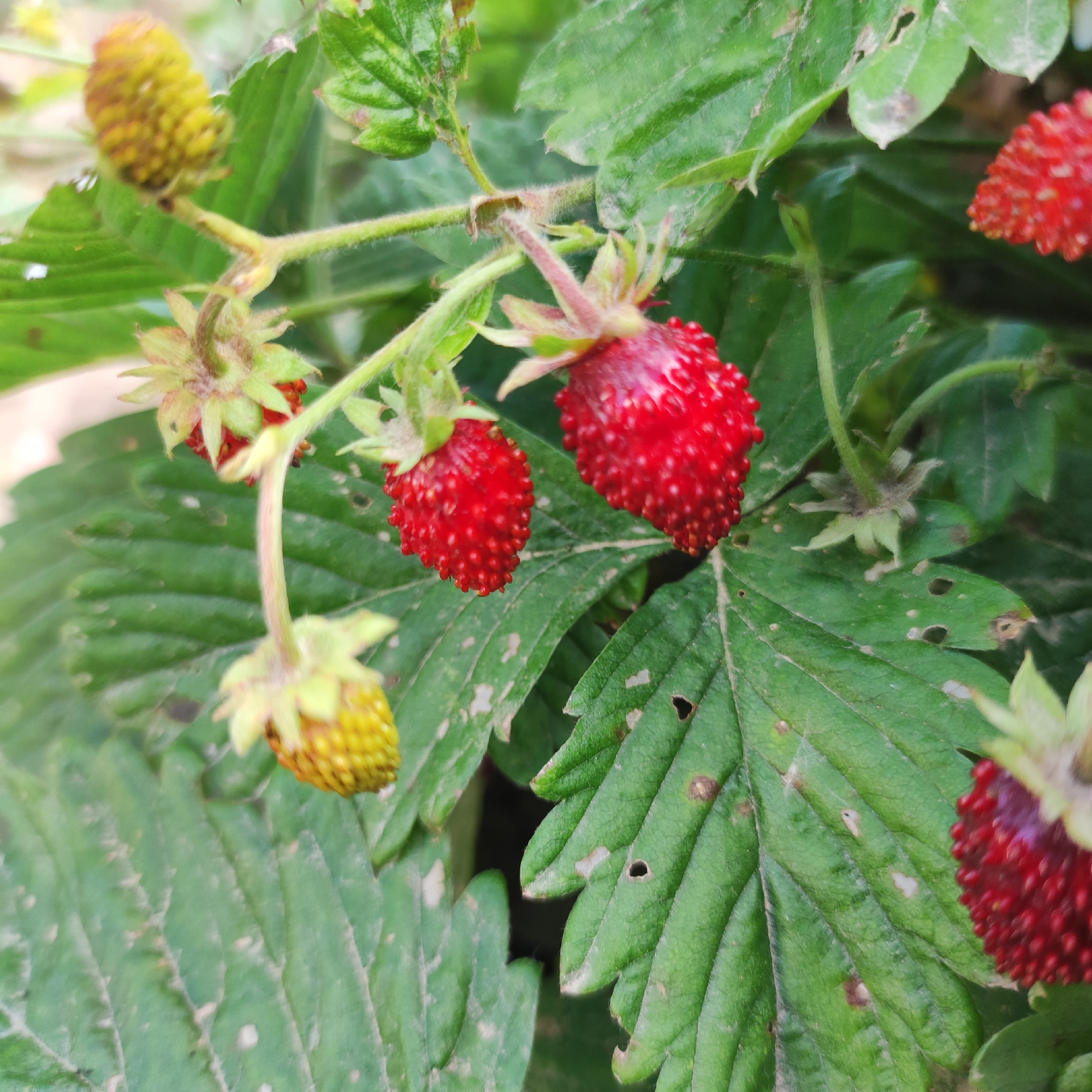 This media file features a close-up, naturalistic view of several wild strawberries growing on a plant. The scene is dominated by lush green leaves, some of which show signs of minor damage or discoloration with small holes and brown spots.
The primary subjects are the strawberries themselves. Some are in various stages of ripeness: several are a vibrant red, displaying their characteristic textured surface with tiny seeds, while others are still green or yellow, indicating they are unripe. The strawberries are attached to thin stems that emerge from the plant's foliage.
The image captures a moment in nature, likely during the daytime given the natural lighting. There are no people present, and no text is visible. The overall impression is one of organic growth and the subtle beauty of developing fruit in a natural environment. The location context of Navoloki, Russia, suggests a temperate climate where such wild strawberries would thrive. The focus is entirely on the botanical subject, highlighting the details of the fruits and leaves.