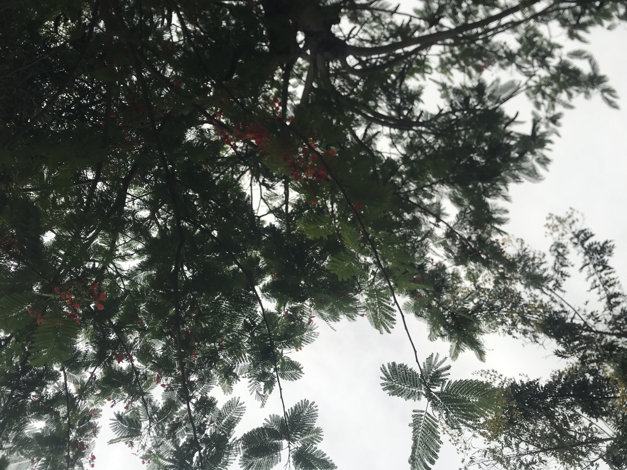 The image shows an overhead view of dense green foliage and branches of trees against a bright, overcast sky. Small red flowers or berries are visible scattered throughout the upper branches of the trees. The leaves are finely dissected, creating a feathery appearance. The overall impression is of lush vegetation. The specific location in Kabong, Nigeria, cannot be determined from the visual information provided in the image. There are no people, objects, or actions depicted.