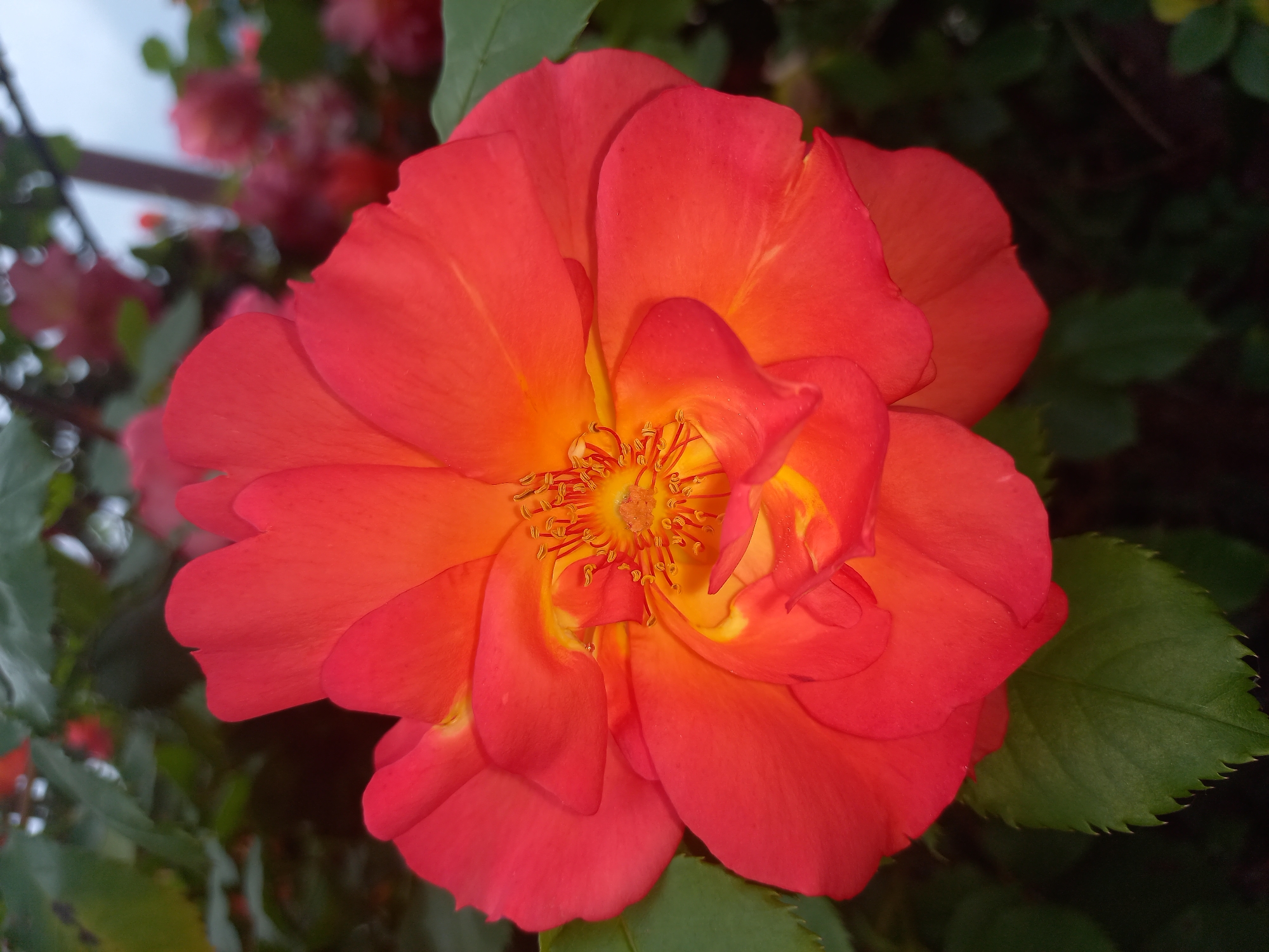 The image shows a close-up of a fully bloomed, vibrant orange rose. The flower is the primary focus, with petals radiating outward from a yellow center. The rose is surrounded by green foliage, some leaves are in focus while others are blurred. In the background, there are additional pinkish-red flowers and foliage, suggesting the rose is part of a larger bush or garden. The exact location within the city of Sofia, Bulgaria cannot be determined.