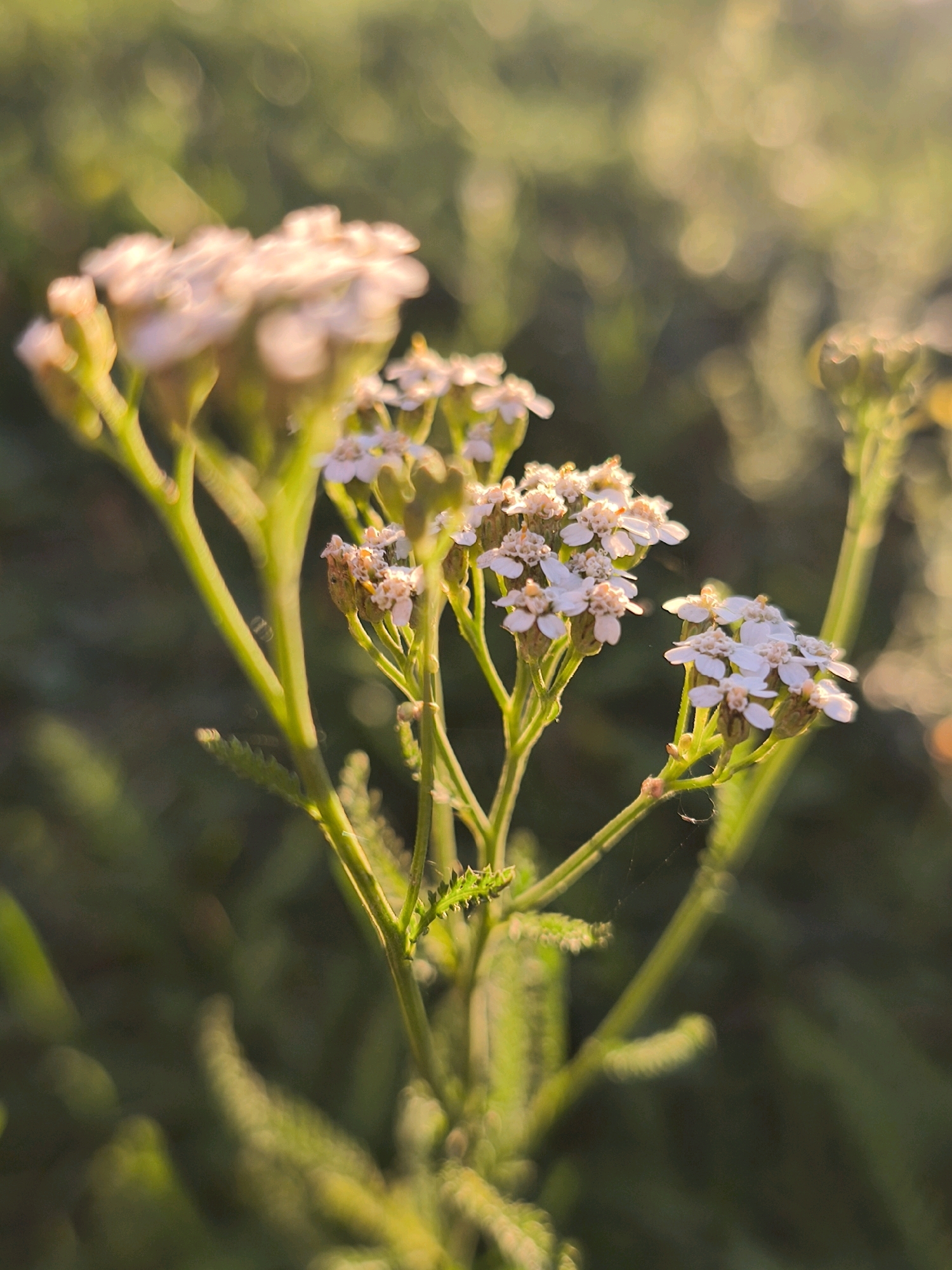 A close-up, low-angle, vertical shot captures a cluster of delicate white yarrow flowers bathed in the warm, golden light of either sunrise or sunset. The flowers are the primary subject, with their tiny petals and slightly faded centers showing intricate detail. They are supported by thin, green stems and surrounded by blurred green foliage in the background, creating a soft bokeh effect. The lighting casts a warm glow on the scene, highlighting the texture of the petals and the natural setting. The image appears to be taken outdoors in a natural environment, possibly a park or garden in the city of Mahilyow, Belarus, given the presence of this common wildflower. No people or specific structures are visible.