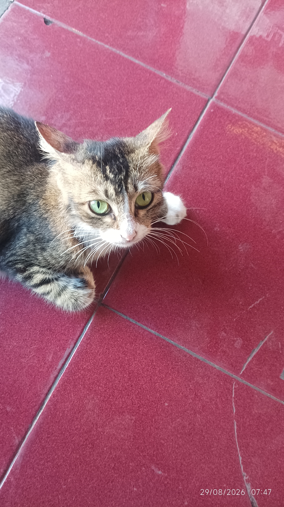 A domestic cat with a tabby coat and bright green eyes is lying on a red tiled floor. The cat's fur is a mix of brown, black, and white. Its paws are white, and its whiskers are long and prominent. The tiled floor is a dark, reddish-brown color and appears to be outdoors, possibly in a patio or walkway. The timestamp "29/08/2026 07:47" is visible in the bottom right corner of the image. This scene is likely a residential area in Tasikmalaya, Indonesia.