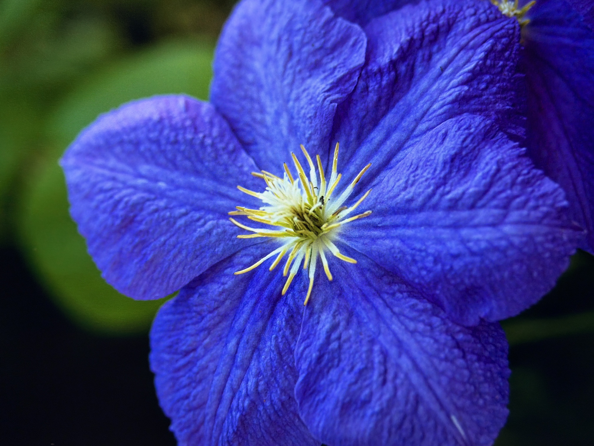 A close-up, macro photograph showcases a vibrant purple clematis flower in full bloom. The petals are a deep, rich purple with delicate textures and subtle veins, fanning outwards from the center. The flower's stamen are a bright yellow, radiating from a creamy-white pistil, creating a striking contrast against the purple petals. The background is softly blurred, with a dark, out-of-focus area on the left and a gentle green blur on the upper right, suggesting foliage. This image is an artistic representation of nature's beauty and does not depict any specific location in Kyiv, Ukraine, nor does it contain any discernible human presence or activity.