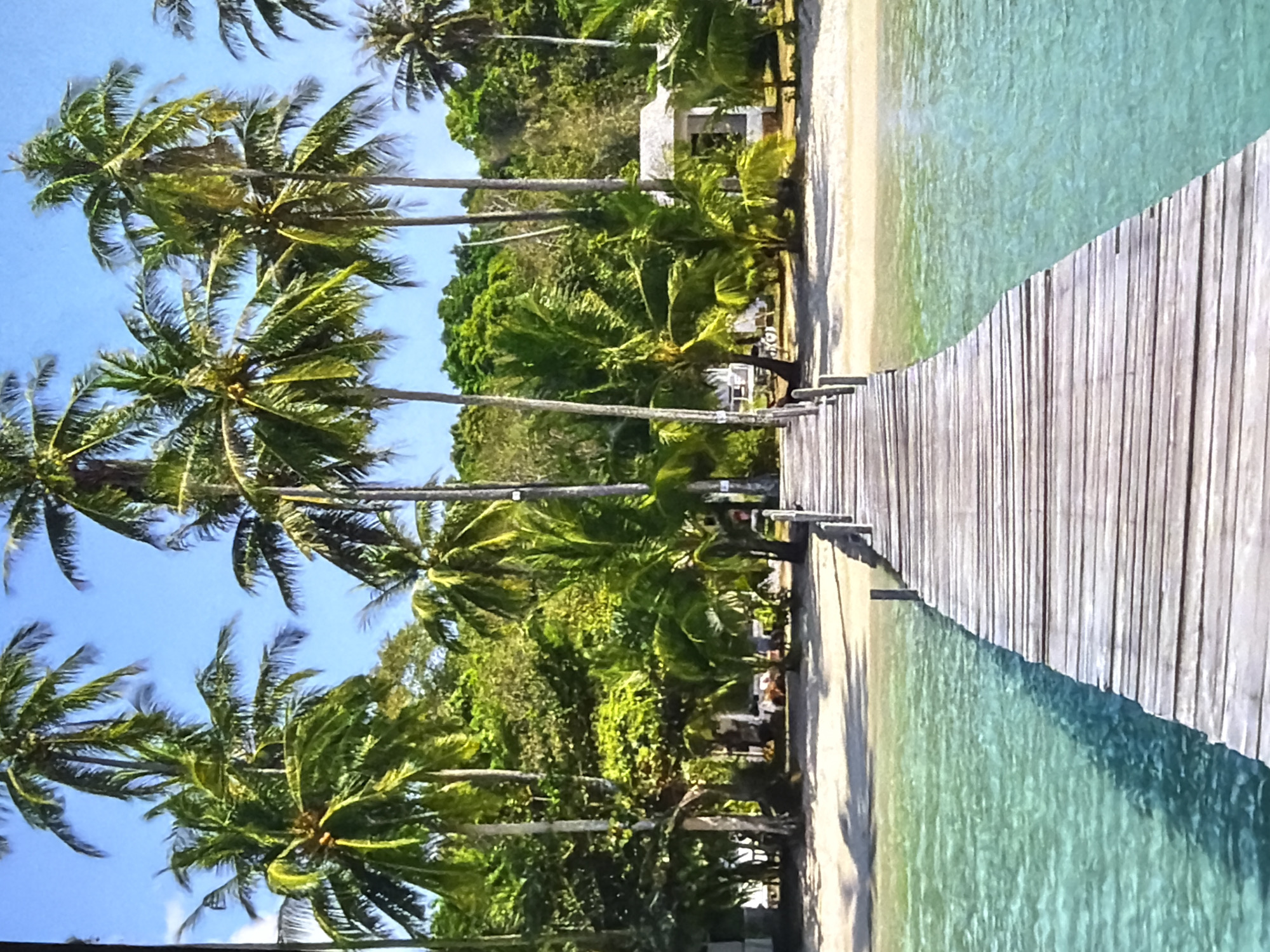 This image presents a serene tropical beach scene, rotated 90 degrees counter-clockwise. When viewed correctly, a long wooden pier extends from a sandy beach into calm, clear turquoise ocean waters. The pier is constructed from light-colored wooden planks, leading away from the viewer.
To the left of the pier, a narrow strip of light-colored sand borders the tranquil sea. Behind this beach, a dense line of tall palm trees with vibrant green fronds dominates the landscape, their trunks rising towards a bright, cloudless blue sky. Beyond the immediate row of palms, extensive lush tropical foliage is visible. Within this greenery, several light-colored buildings, possibly part of a resort or bungalows, can be seen peeking through the trees. Some faint details suggest outdoor seating or lounge furniture near these structures.
The water itself is remarkably clear and shallow, revealing sandy patches beneath its inviting turquoise surface. The scene depicts a bright, sunny day, characteristic of a tropical climate, suggesting pleasant weather. There are no visible people or specific activities taking place, contributing to the tranquil and idyllic atmosphere. No text is visible in the image.