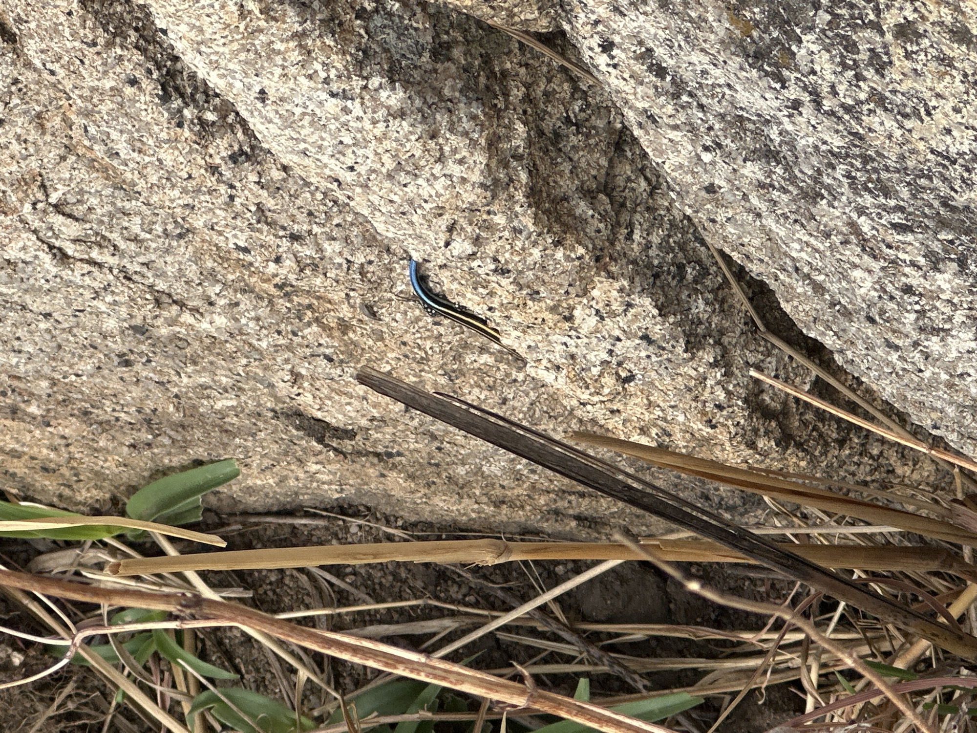 The image shows a lizard with a vibrant blue tail on a rough, light-colored rock surface. The lizard is positioned between two sections of the rock. Below the rock, there is sparse vegetation including dry twigs and some green leaves. The overall scene is naturalistic. Location is not discernible from image.