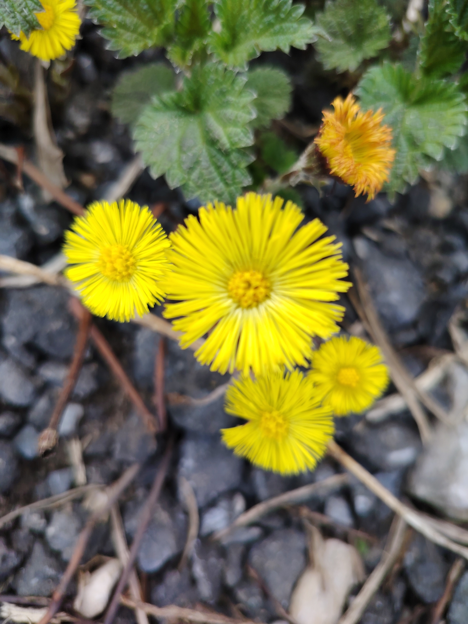 The image shows a patch of ground covered with small gray rocks, interspersed with dry twigs and green plants. The plants have round, serrated leaves. Several yellow flowers are present, with the largest one in the center of the frame. An orange flower bud is also visible. The image appears to be taken at ground level. The flowers and plants suggest this scene is in a natural or semi-natural area. There's no explicit information in the image to verify that it is taken in the city of Chaikovsky, Russia, however, the flower is coltsfoot (Tussilago farfara) and that grows natively in the area.