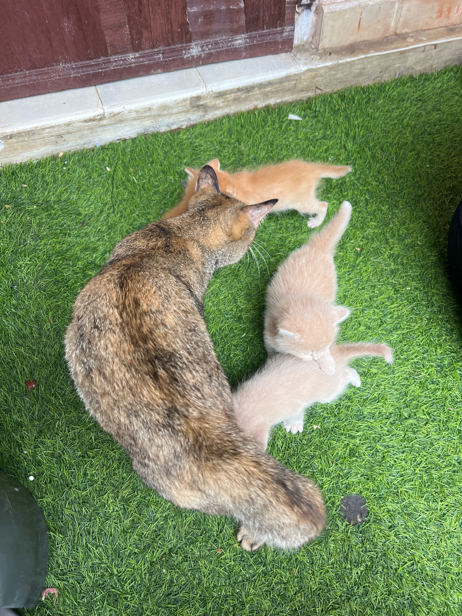 An adult cat and three kittens are on artificial turf in Denpasar, Indonesia. The adult cat is calico and appears to be grooming a pale orange kitten. Two other pale orange kittens are nearby. The artificial turf is green and appears to be in a yard or patio area. A wooden door and a concrete ledge are visible in the background.