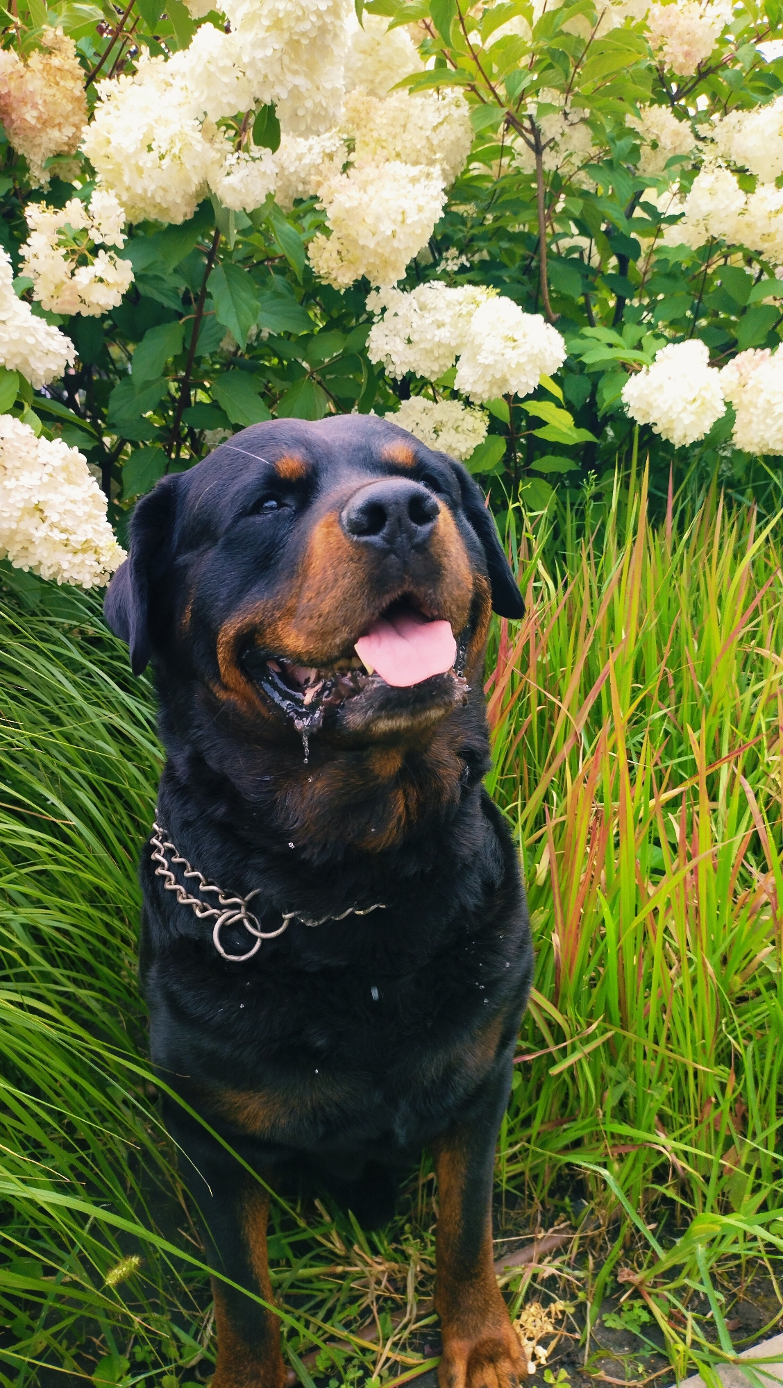 A Rottweiler dog with a metal chain collar is sitting in tall green grass with some red and green stalks in front of a large bush of white flowers. The dog's mouth is open, its tongue is hanging out, and it appears to be panting. The dog's eyes are partially closed, giving it a relaxed expression. The background is filled with lush greenery and white blossoms. The image does not contain any information about the city of Horishni Plavni, Ukraine.