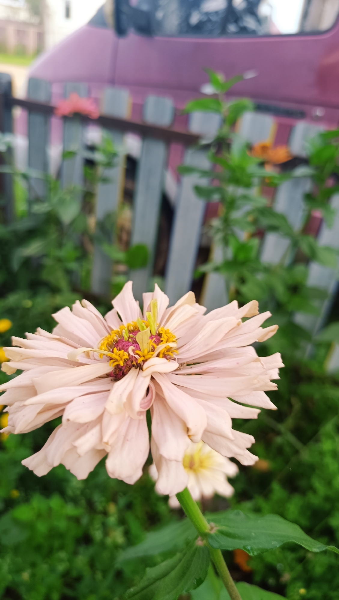 The image shows a close-up of a light pink zinnia flower in the foreground. The flower has delicate, layered petals and a yellow and purple center. Behind the flower, a weathered grey wooden fence is visible, with a blurred purple vehicle and green foliage in the background. The scene appears to be an outdoor garden or yard. No people are present. The overall impression is one of a natural, slightly rustic setting. The location in the city of Karsha, Russia is not discernible from the image.