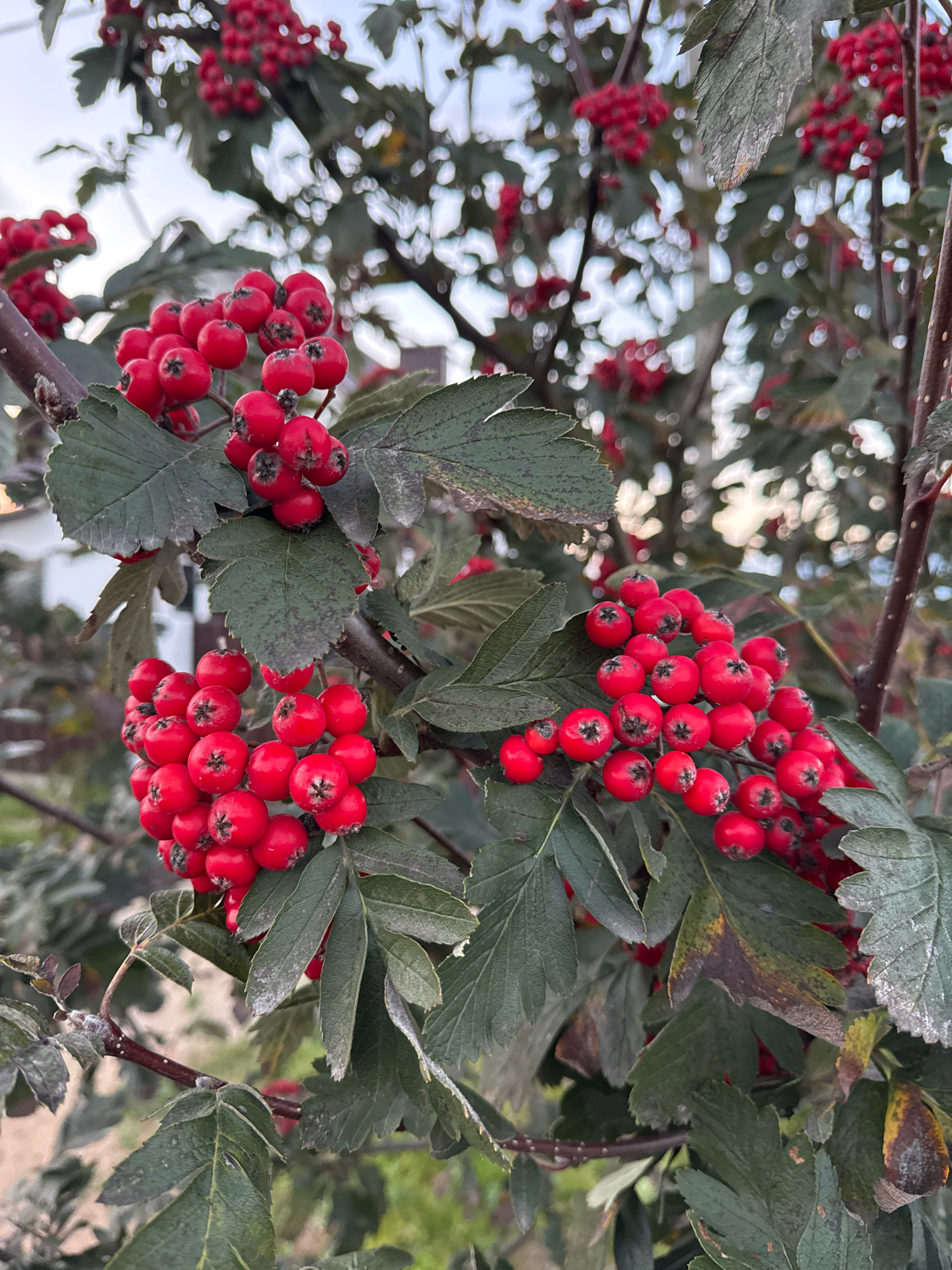 A close-up, eye-level shot captures a cluster of bright red berries, likely rowan berries, hanging from a branch of a tree. The berries are small, round, and grow in bunches, with visible dark sepals at their tips. Dark green, serrated leaves with visible veins and some signs of browning or mildew surround the berries. The background is softly blurred, showing more branches, leaves, and hints of a pale sky, suggesting an outdoor setting. The scene is set in the Бараўлянскі сельскі Савет, Belarus.
