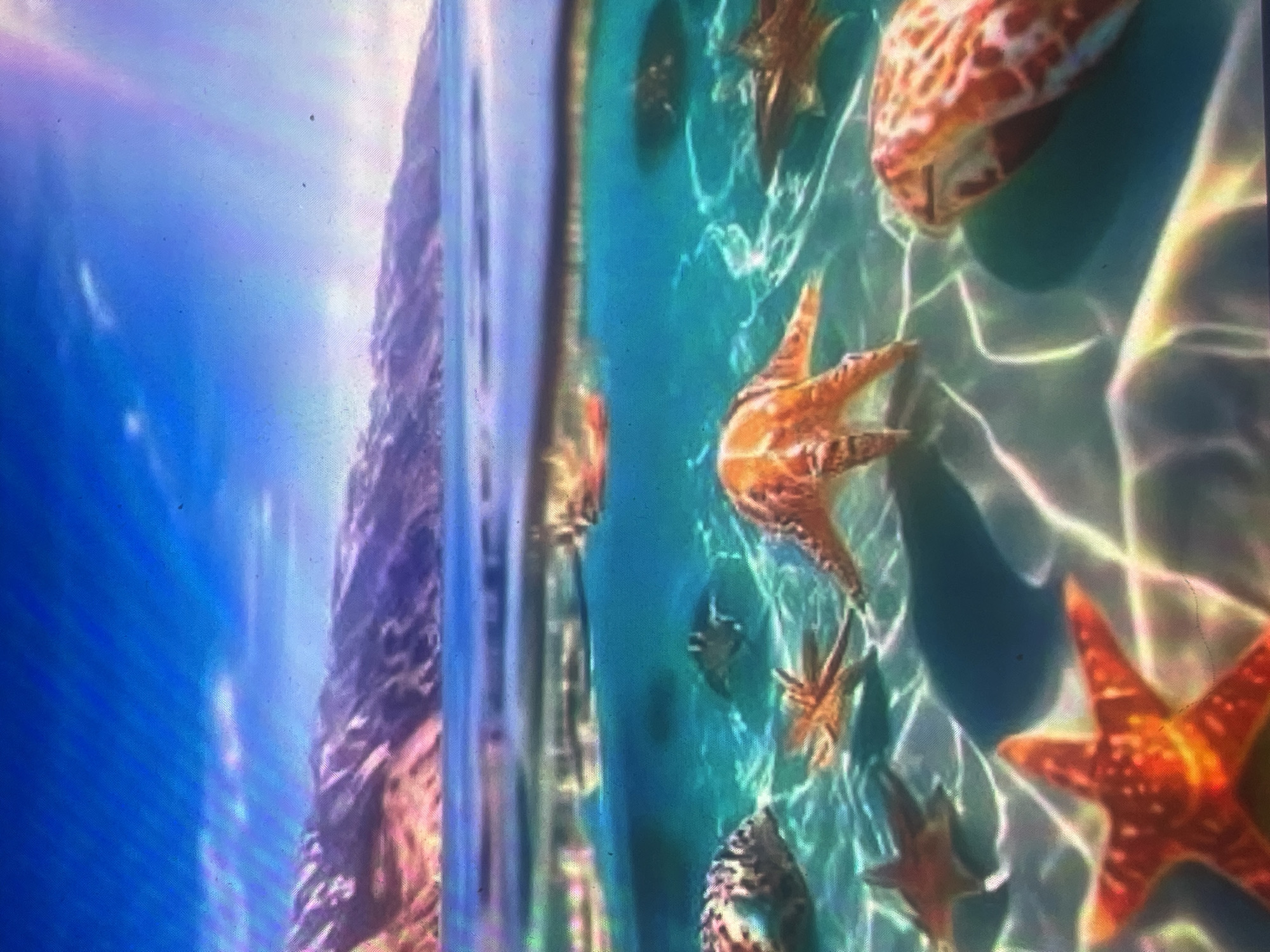 The image displays a split perspective of an underwater and above-water scene, purportedly located in Zelenyi Hai, Ukraine, although the depicted environment is consistent with a tropical or subtropical region rather than that geographical area. No people are present.
Above the waterline, a bright blue sky with sparse, faint white clouds extends over a calm sea horizon. Distant mountains with reddish-purple and dark blue slopes are visible across the water. The waterline itself is sharply defined, showing a slight blur from the water's surface agitation.
Below the surface, clear, turquoise water reveals a sun-dappled sandy seabed. Distinct wavy patterns of light are cast onto the sand from the surface. Multiple starfish are prominently featured; a large, vibrant orange starfish rests in the lower foreground, and several smaller, reddish-orange starfish are scattered across the mid-ground. Various large, patterned marine objects, resembling shells or possibly slow-moving invertebrates, are present on the seabed; one large, reddish-brown and white patterned object is in the lower right foreground, and another is on the left. Shadowy forms consistent with fish or small sharks are visible in the mid-ground underwater, particularly on the right side. The overall scene conveys a serene, sunlit marine ecosystem.
