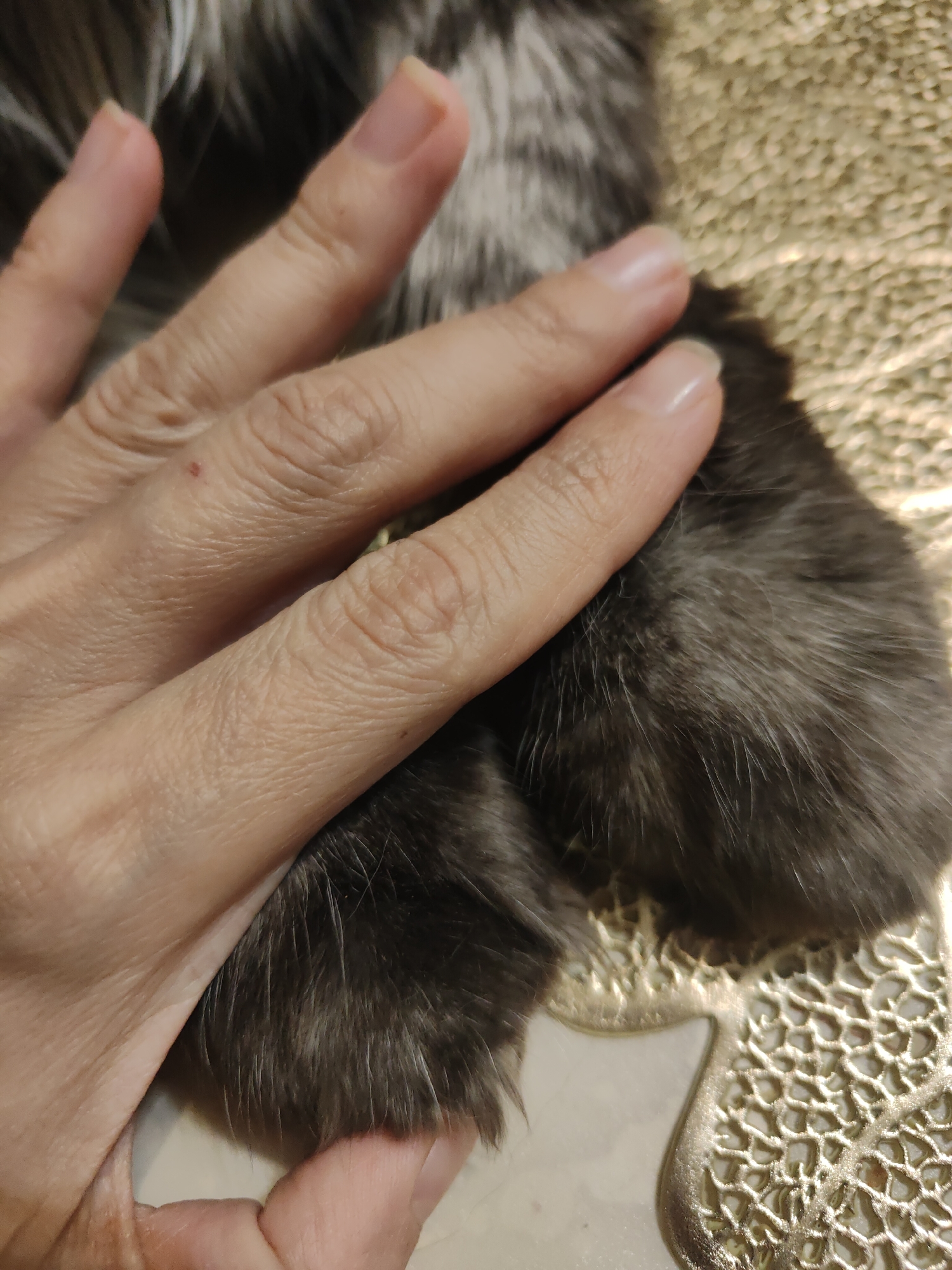 A close-up shot depicts a person's hand resting on the paws of a dark-furred animal. The hand, showing visible skin texture and finger nails, is positioned so that the fingers overlap the animal's paws. The animal's fur appears dense and soft. The paws are resting on a surface with a detailed, decorative pattern. There is no indication of Chaikovsky, Russia.