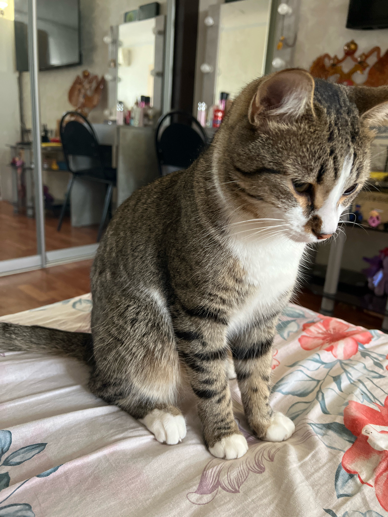 A tabby cat with white paws is sitting on a bed with a floral patterned duvet cover. The cat is facing to the right, with its head bowed. In the background, a mirrored wardrobe and a vanity with a lighted mirror are visible. This scene is set in an apartment in Volzhsky, Russia.
