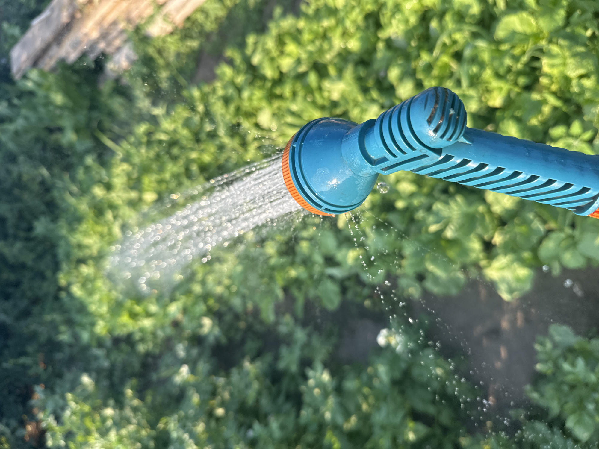 The media file shows a close-up of a blue and orange garden hose nozzle spraying water onto lush green foliage, likely in a garden. The water droplets are visible and glistening, suggesting it's a sunny day. The background is out of focus, showing more green plants and hints of a wooden structure at the top left, possibly a fence or a raised bed. The overall scene conveys a sense of outdoor activity, likely watering plants in a garden setting. There are no people visible, and no text is present in the media. The lighting suggests it is daytime, possibly morning or late afternoon due to the warm light and visible highlights on the water droplets. The location context provided is Tobyl, Kazakhstan, which implies this is a scene from a garden in that region.