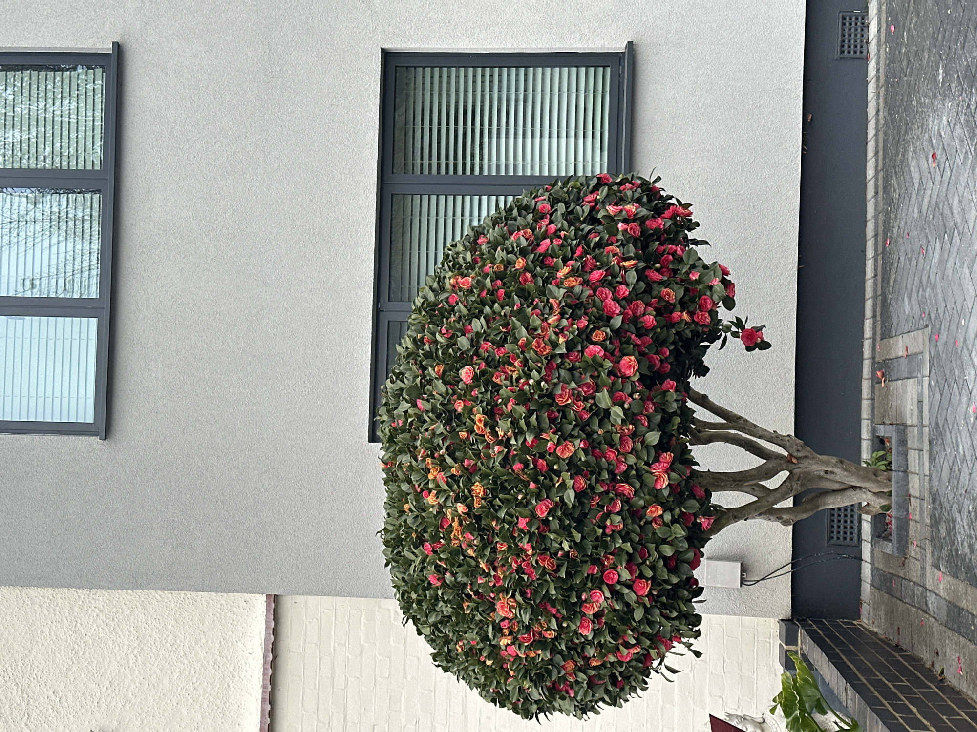 A building with two windows and a large bush is presented in a rotated view. The bush, predominantly green with pink and orange flowers, occupies the right side of the frame. The windows are rectangular with dark frames and vertical blinds. The building is light grey, and the walkway is made of grey bricks. No people are visible. The location can not be determined from this image.