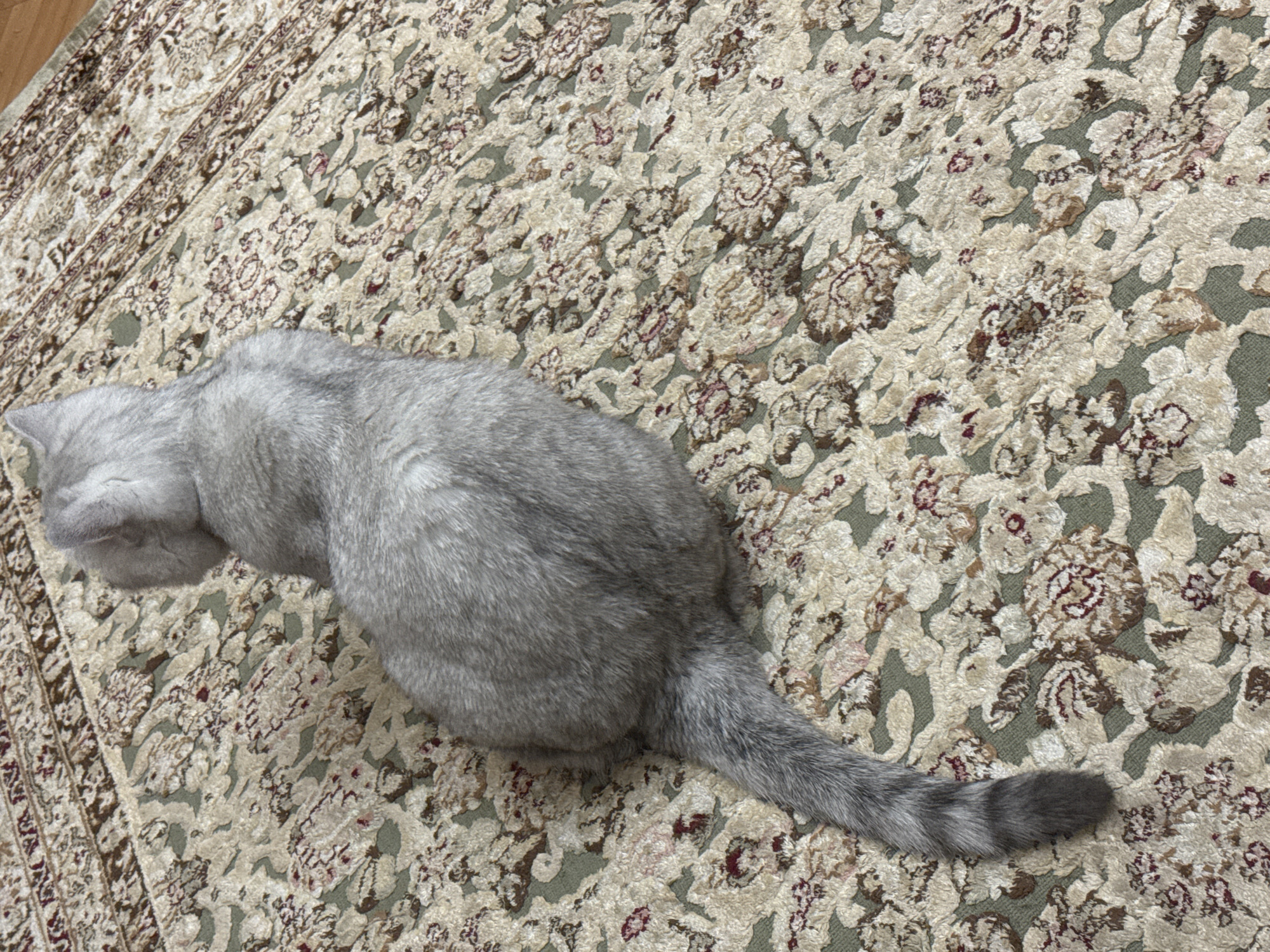 A light gray cat is lying on a patterned rug in Bishkek, Kyrgyzstan. The rug has a floral design in shades of cream, brown, and red. The cat is facing away from the camera, with its head turned to the left. Its tail is extended to the left, resting on the rug. The lighting in the image suggests it was taken indoors during the daytime.
