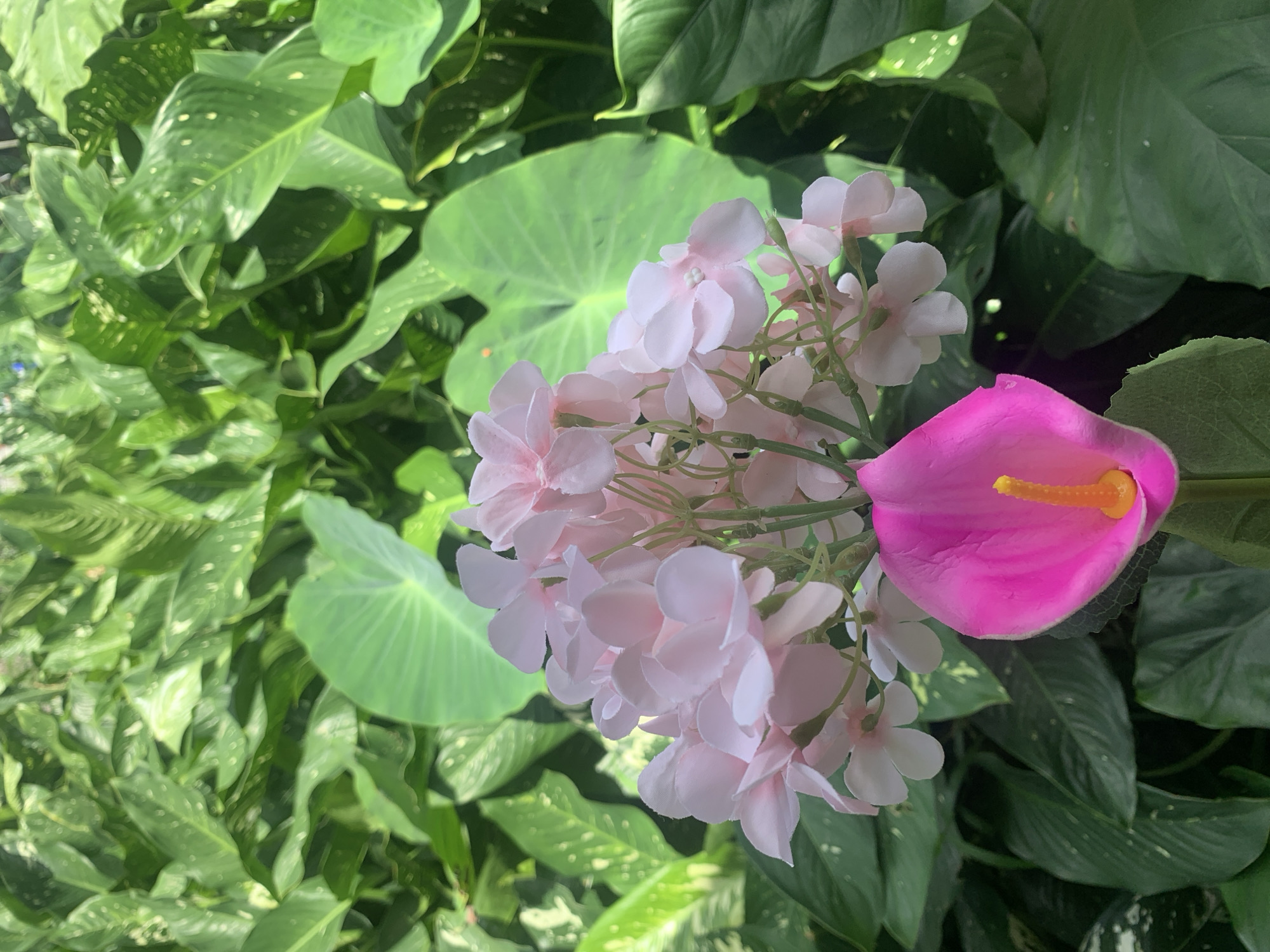 A close-up shot features a vibrant pink calla lily with a bright yellow spadix, positioned in the foreground. Behind it, a cluster of delicate pink flowers, possibly plumeria, are arranged in a bouquet. The background is filled with lush, green foliage, including large, elephant ear-shaped leaves and smaller leaves with variegated patterns. The lighting suggests a bright, outdoor environment, likely a garden or park, bathed in sunlight. The scene is static, with no people or animals present. The specific location in Kuala Pembuang, Indonesia, is not discernible from the image itself, but the abundance of tropical foliage suggests a warm, humid climate typical of such regions.