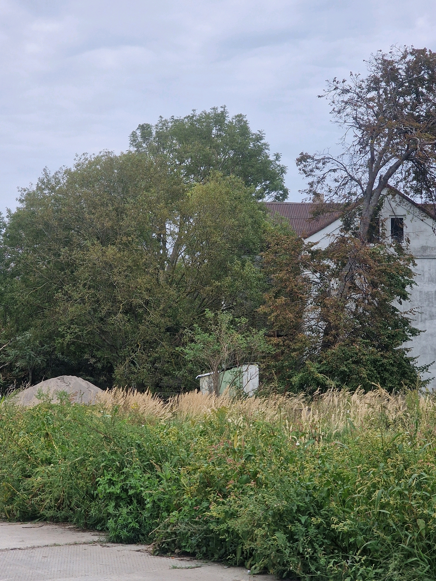 The image depicts an overgrown area with a partially visible white building in the background, likely in Zelenogradsk, Russia. A large, mature tree with dense green foliage dominates the left side of the frame, partially obscuring the building. To the right of this tree, another tree with sparser, browning foliage is visible, its branches reaching towards the building. The building itself has a dark, possibly open window and a corrugated roof. In the foreground, a thick growth of green and yellow vegetation, including tall grasses and smaller plants, covers the ground. A pile of light-colored aggregate, possibly sand or gravel, is situated behind the vegetation on the left. A section of concrete pavement with visible expansion joints is in the lower left corner. The sky is overcast with a muted, grayish tone. There are no people visible in the scene.