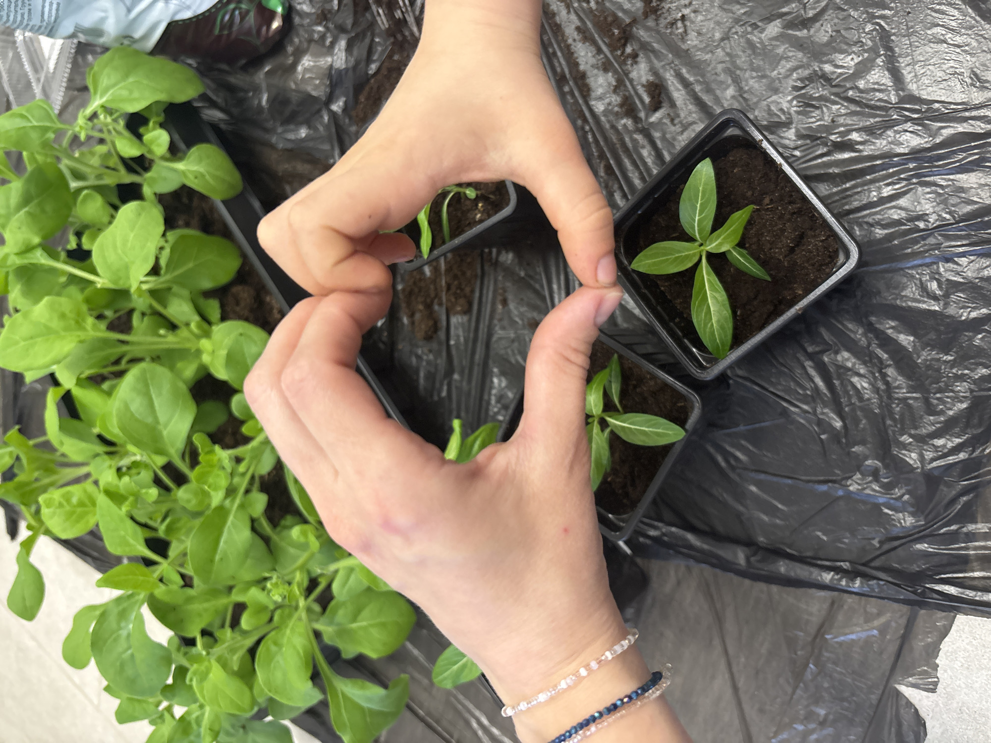 The scene shows a top-down view of someone holding their hands in a heart shape over three small potted plants. To the left are several other pots filled with leafy green plants. The pots and plants are on a black plastic sheet. The person's hands wear two bracelets with small beads. The setting is likely indoors and associated with gardening or plant propagation. No evidence indicates this image was taken in Chaikovsky, Russia.