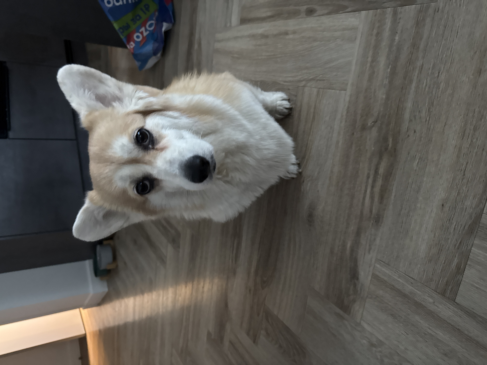 A light-colored corgi dog sits on a wood-patterned floor, looking upwards. A blue bag with white writing is partially visible in the top left corner. A gray cabinet or countertop is also visible in the left portion of the image. The location is most likely indoors in Krasnoyarsk, Russia, but the image does not provide sufficient detail to confirm this.