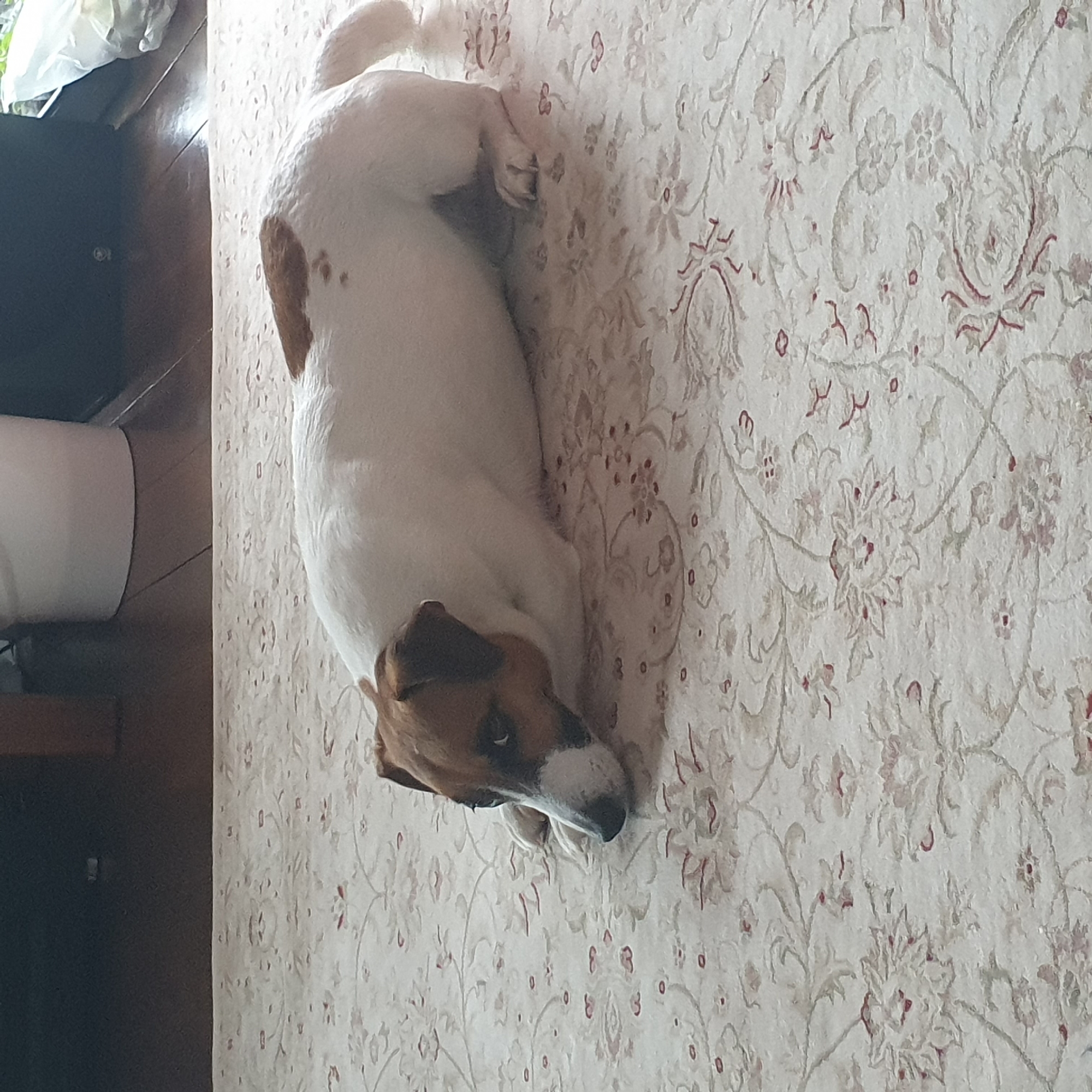 A medium shot shows a small, white and brown dog lying on a patterned rug. The dog is positioned in the center of the frame, with its head near the bottom and its tail near the top. The rug has an intricate floral pattern in muted beige, gray, and red tones. To the left of the rug, there is a dark wooden floor and a white cylindrical object resting on it.
The location is not discernible from the image. The city of Chaikovsky, Russia, is not evident.