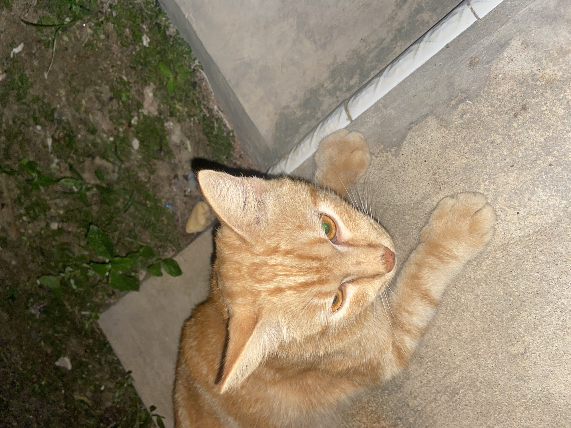 A ginger tabby cat with green and orange eyes is lying on a concrete surface outdoors. The cat is positioned in the lower left of the frame, looking downwards and to the right. Its fur is short and appears slightly matted in places. Behind the cat, the ground is a mixture of dirt and sparse green vegetation, with a lighter colored concrete slab partially visible. The scene is dimly lit, suggesting it is nighttime or dusk. There are no people visible in the image. The location is identified as Sekar Mawar, Indonesia.