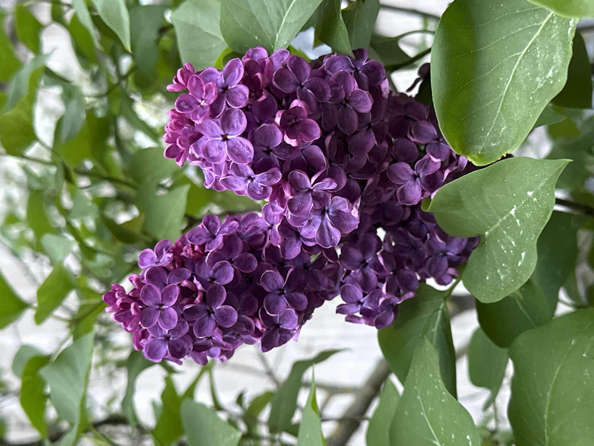 The image shows a close-up of purple lilac flowers in full bloom, surrounded by green leaves. The flowers are densely packed together in clusters. The lighting is natural, and the background is slightly blurred. There is no evidence in the photo to suggest this image was taken in Riga, Latvia.