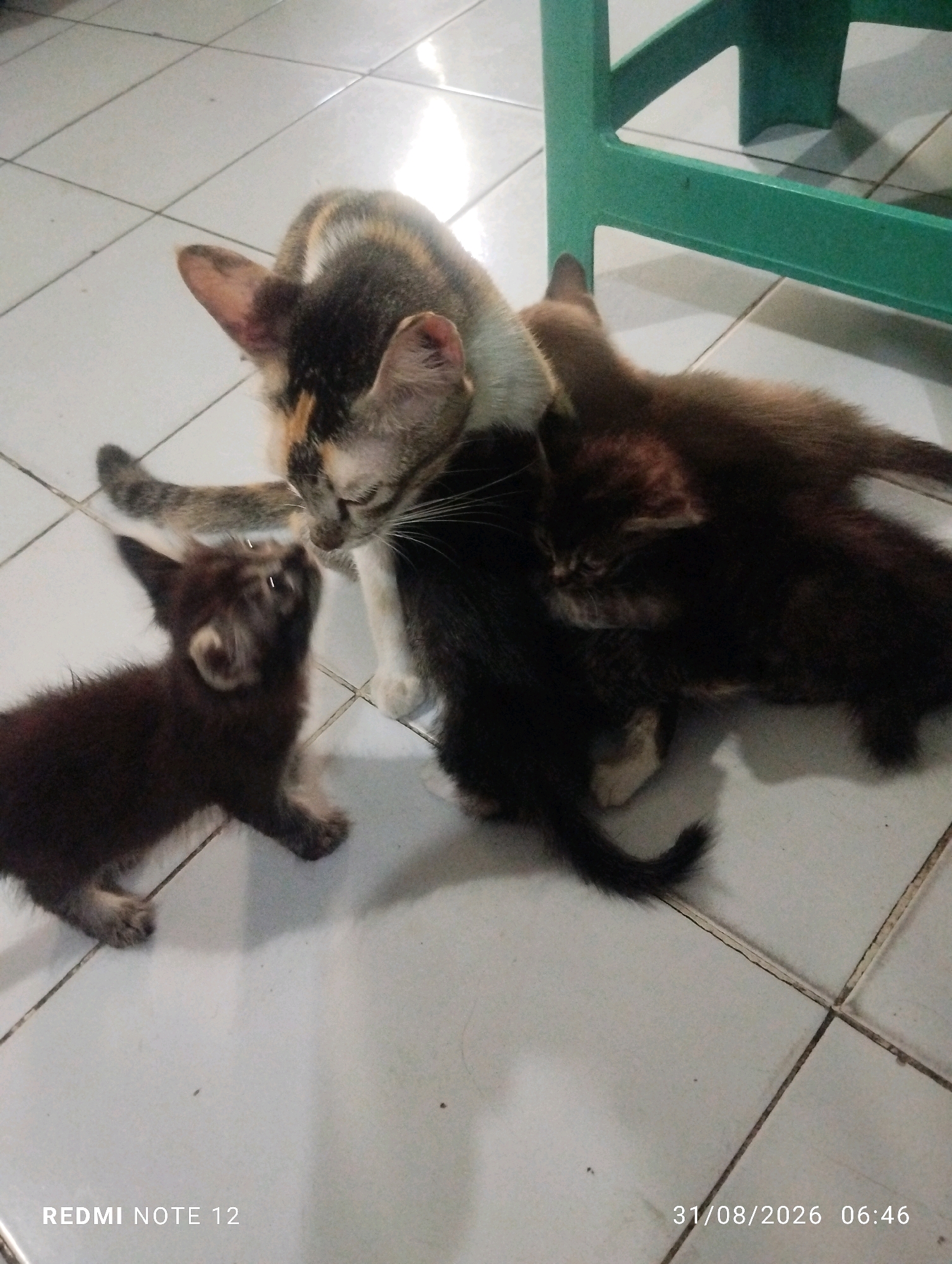 A mother cat with calico fur and white and brown patches is interacting with three kittens on a tiled floor. One kitten, dark brown and fluffy, is positioned to the left, looking up at the mother cat. Another kitten, also dark brown, is nestled close to the mother cat's side. A third kitten, dark brown and slightly lighter in fur tone, is partially obscured by the mother cat, with its head peeking out from under her. The mother cat's head is lowered, appearing to be grooming or interacting closely with the kittens. A green chair is visible in the background, positioned to the right of the cats. The floor is made of light-colored tiles with visible grout lines. The image includes a timestamp in the lower right corner: "31/08/2026 06:46" and the text "REDMI NOTE 12" in the lower left corner. The scene appears to be indoors.