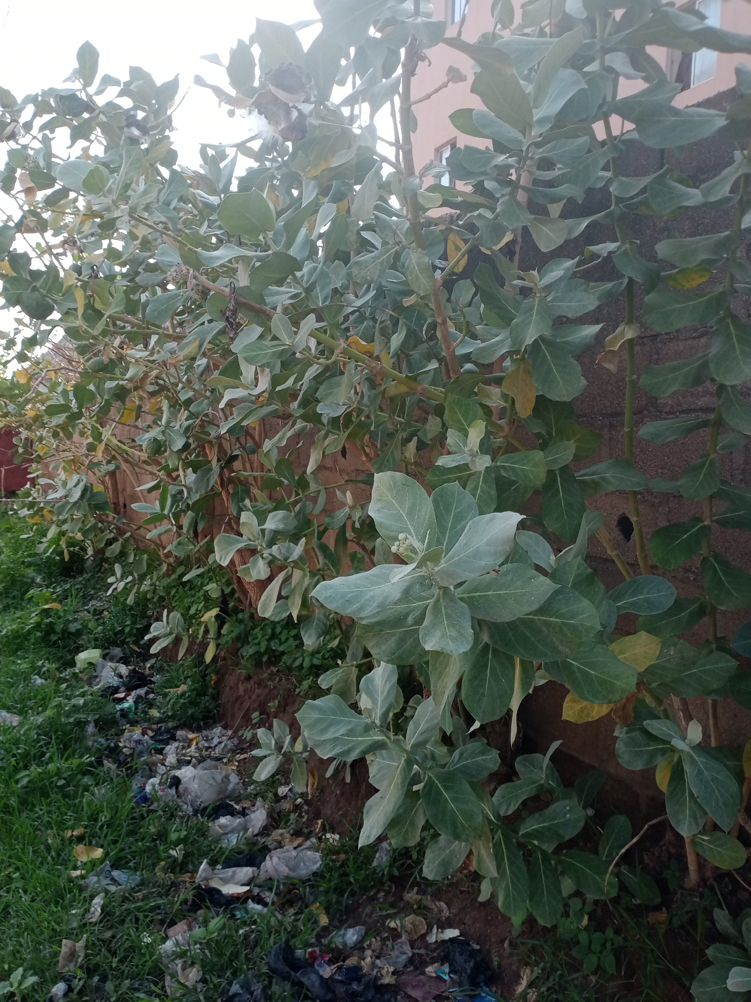 The image shows a lush green plant with large, fuzzy leaves growing alongside a textured, reddish-brown brick wall. The wall is adjacent to a building with a light pink facade and windows. In the foreground, a strip of green grass is littered with various types of trash, including plastic bags, crumpled paper, and other debris. The scene appears to be an outdoor area in Jalingo, Nigeria, likely a roadside or a neglected corner of a property. There are no people visible in the image, and the focus is on the plant, the wall, and the discarded waste. The lighting suggests it is daytime, possibly late afternoon, with the sun casting a soft glow on the foliage.