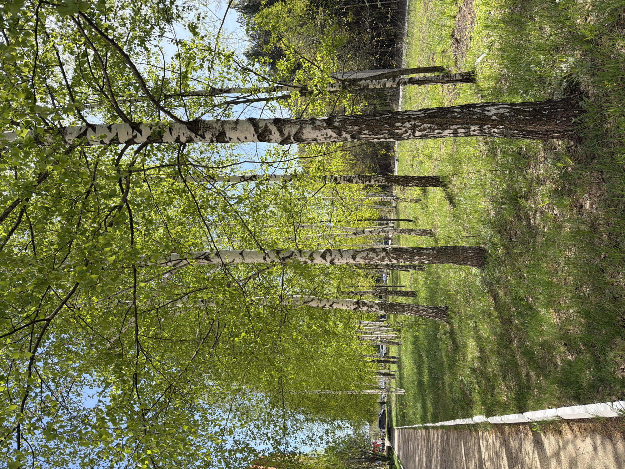 The image shows a row of birch trees in a park-like setting, likely in the city of Chaikovsky, Russia. The trees have characteristic white bark with dark markings and are in full leaf. A sidewalk runs along the side of the trees, with grass and a line of smaller birch trees beyond. A glimpse of blue sky is visible through the leaves. No people or other subjects are definitively visible.