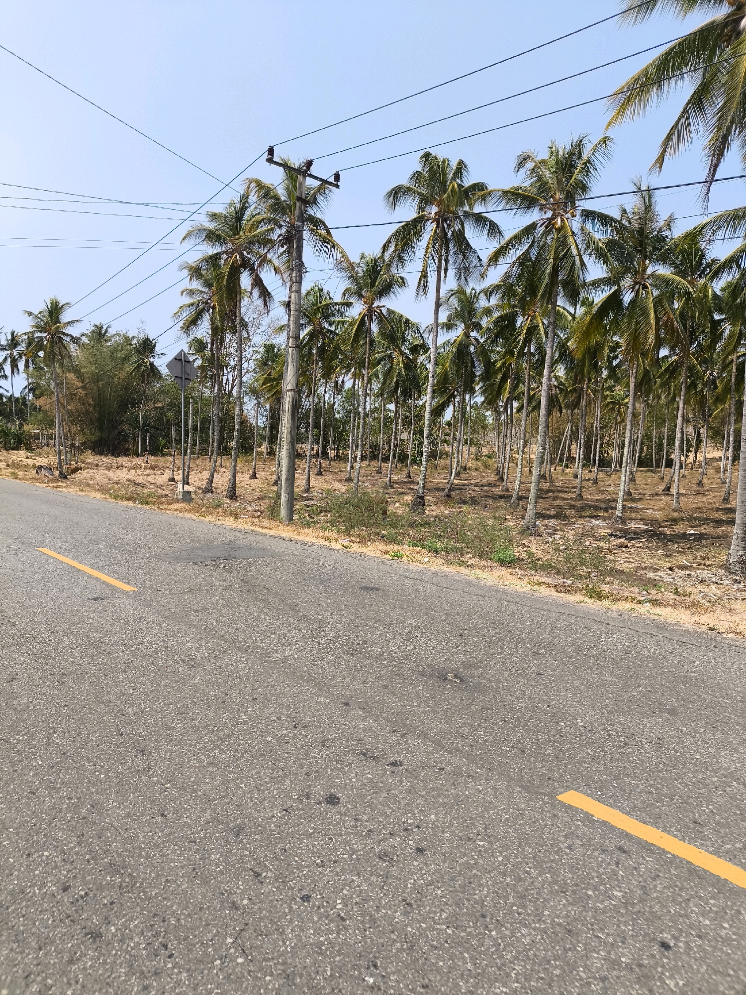 This is a low-angle, eye-level shot of a paved road in Kwandang, Indonesia, flanked by a dense plantation of tall, slender palm trees. The road, made of asphalt, shows signs of wear and tear, with visible patches and a single, faded yellow line painted on its surface. The ground beside the road is dry and covered with sparse, yellowed vegetation. A concrete utility pole with multiple wires crisscrossing the sky stands prominently on the right side of the road, partially obscured by the palm trees. The sky is clear and bright blue. There are no people or animals visible in the image. The scene is serene and evokes a tropical, rural atmosphere.