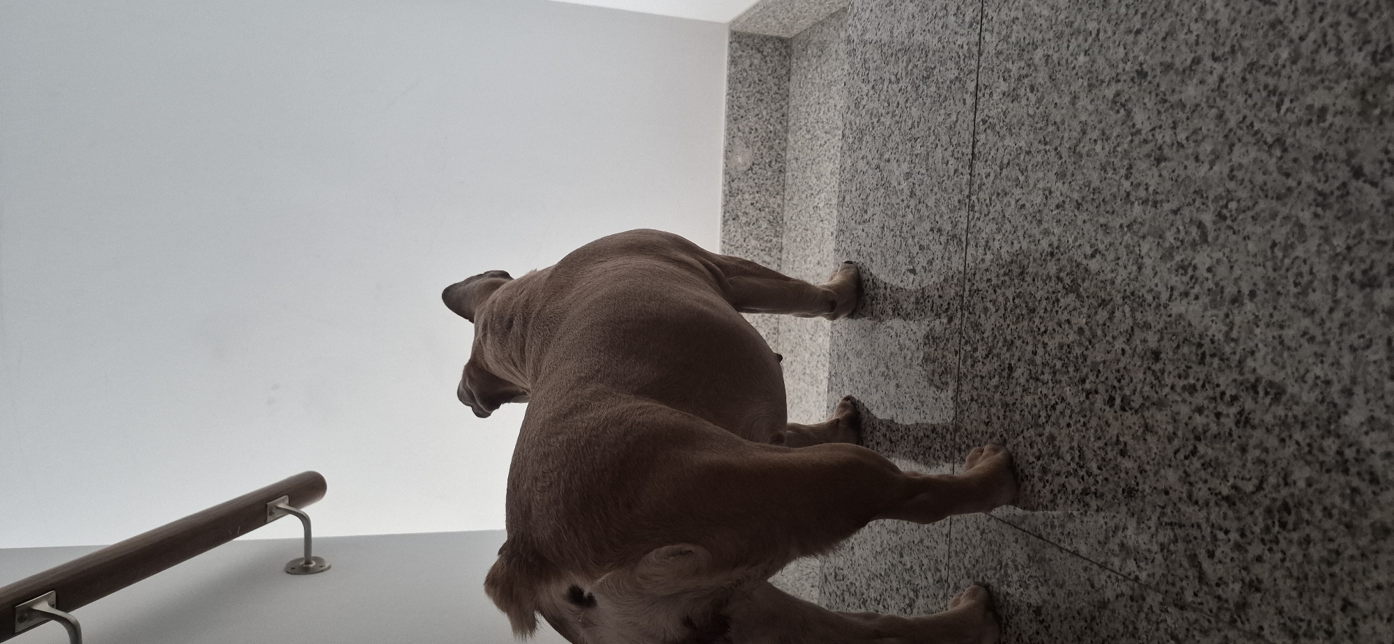 A dog stands on a tiled floor in front of a white wall. The dog is facing away from the camera and appears to be looking up. A wooden handrail is mounted on the wall to the left of the dog. The scene is indoors, possibly in a residential building or public space. There is no indication of the dog's specific breed, age, or gender. The environment appears clean and well-maintained. There are no other people or animals visible in the image. The lighting is soft and diffused, creating a slightly dim atmosphere. The location in Navalcarnero, Spain, is not evident from the visual information in the image.