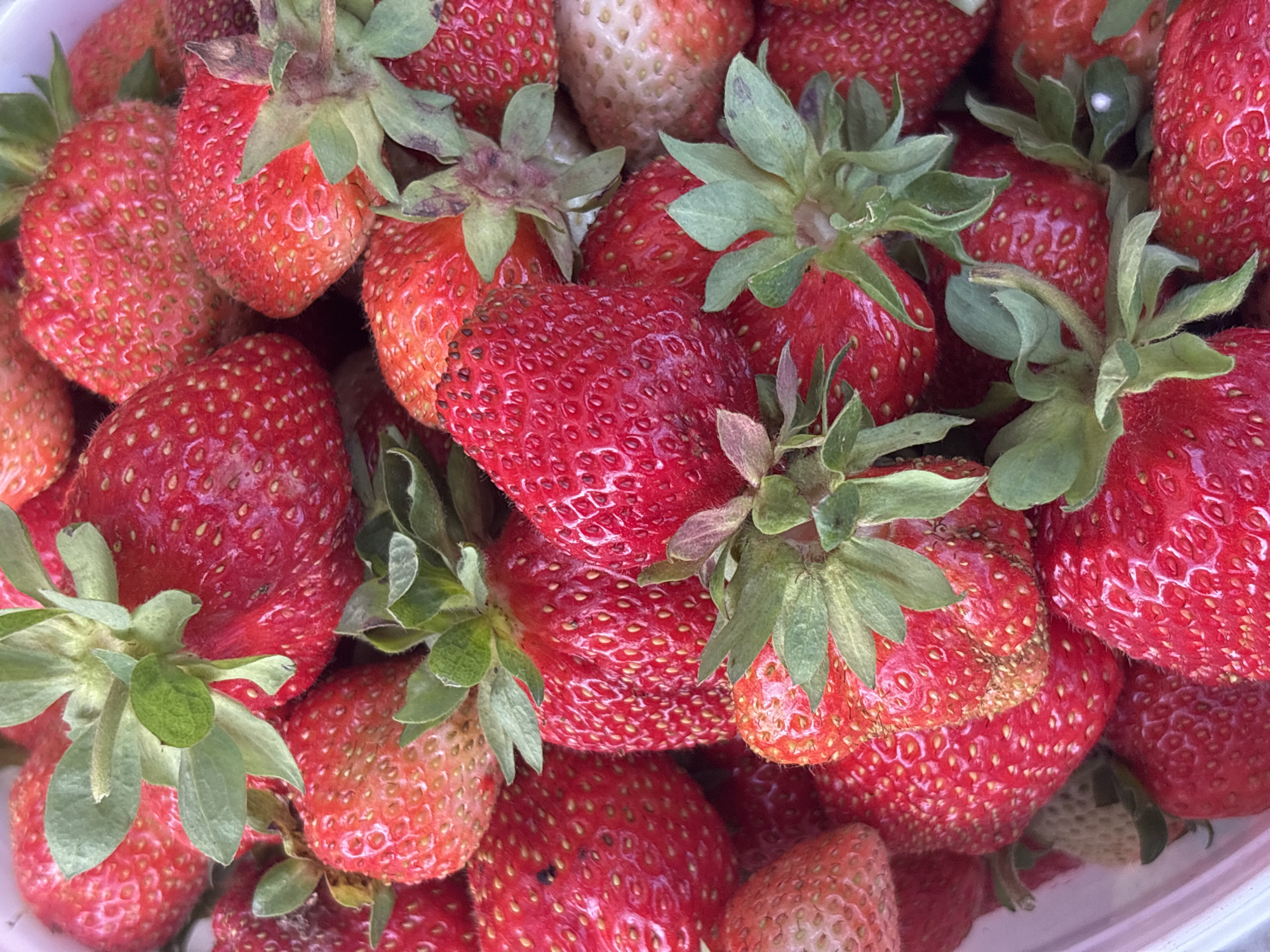The image is a close-up, overhead shot of a pile of fresh, red strawberries, likely in a bowl. The strawberries are the sole subject, filling the frame. They vary slightly in size and ripeness, with some exhibiting a deeper red hue and others a lighter, more orange-red color. The characteristic seeds (achenes) are visible on the surface of each fruit. Green stems and leaves are attached to the tops of many of the strawberries, adding a natural, freshly picked appearance. Some of the strawberries have slight blemishes or imperfections, suggesting they are not commercially perfect but are likely intended for home consumption. The lighting appears to be natural, possibly from an overhead source, illuminating the texture and vibrant color of the fruit. There is no visible text. The scene suggests a preparation for eating, or perhaps a harvest from a farm. Given the location context of Yermolino, Russia, this could be a scene of local produce being enjoyed.