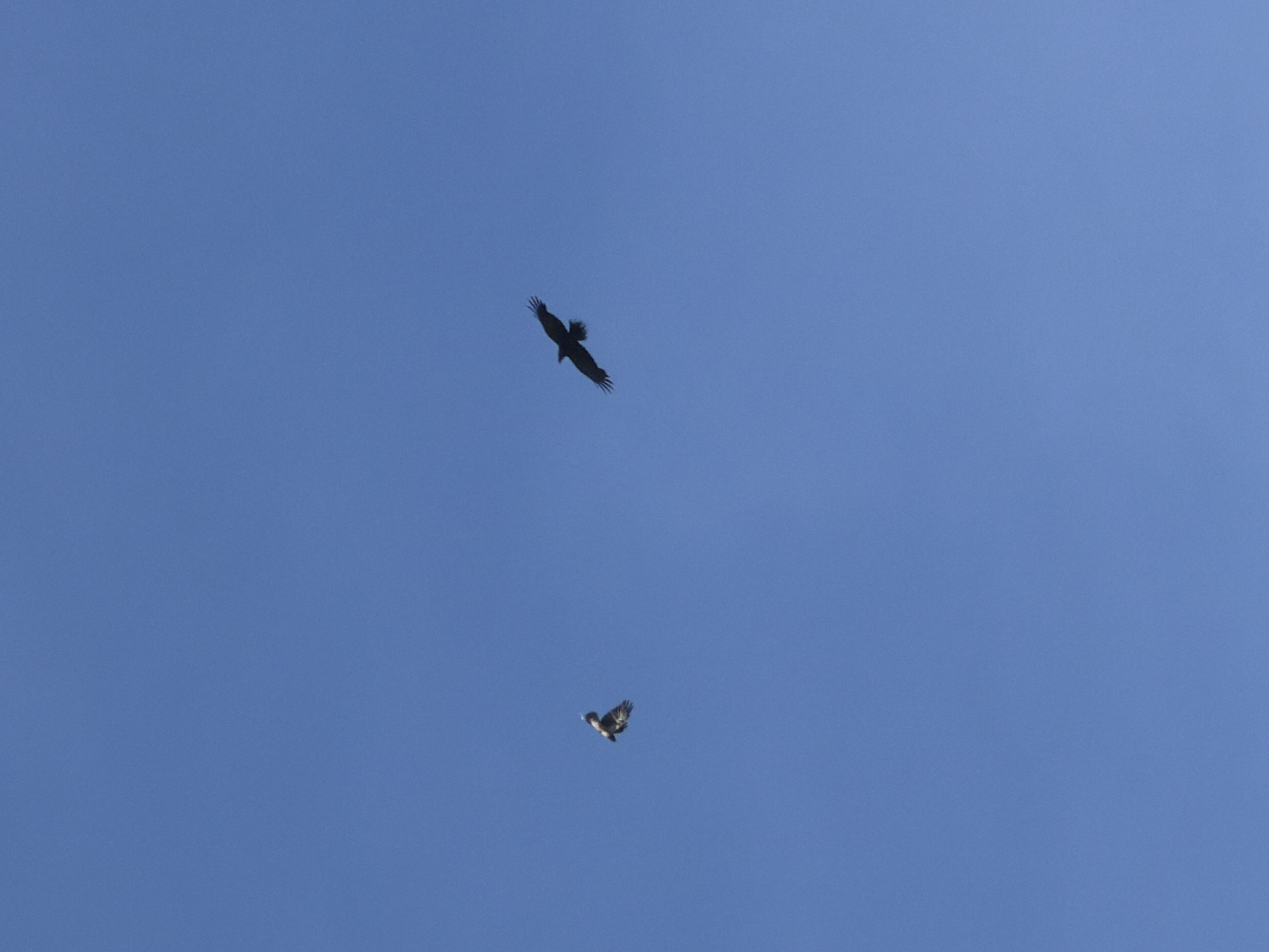 Two birds are in flight against a clear blue sky. One bird, positioned higher in the frame, appears larger and has a dark silhouette. The other bird, located lower in the image, has lighter coloration and is smaller. The location is unknown, though the prompt mentions the city of Chaikovsky, Russia.